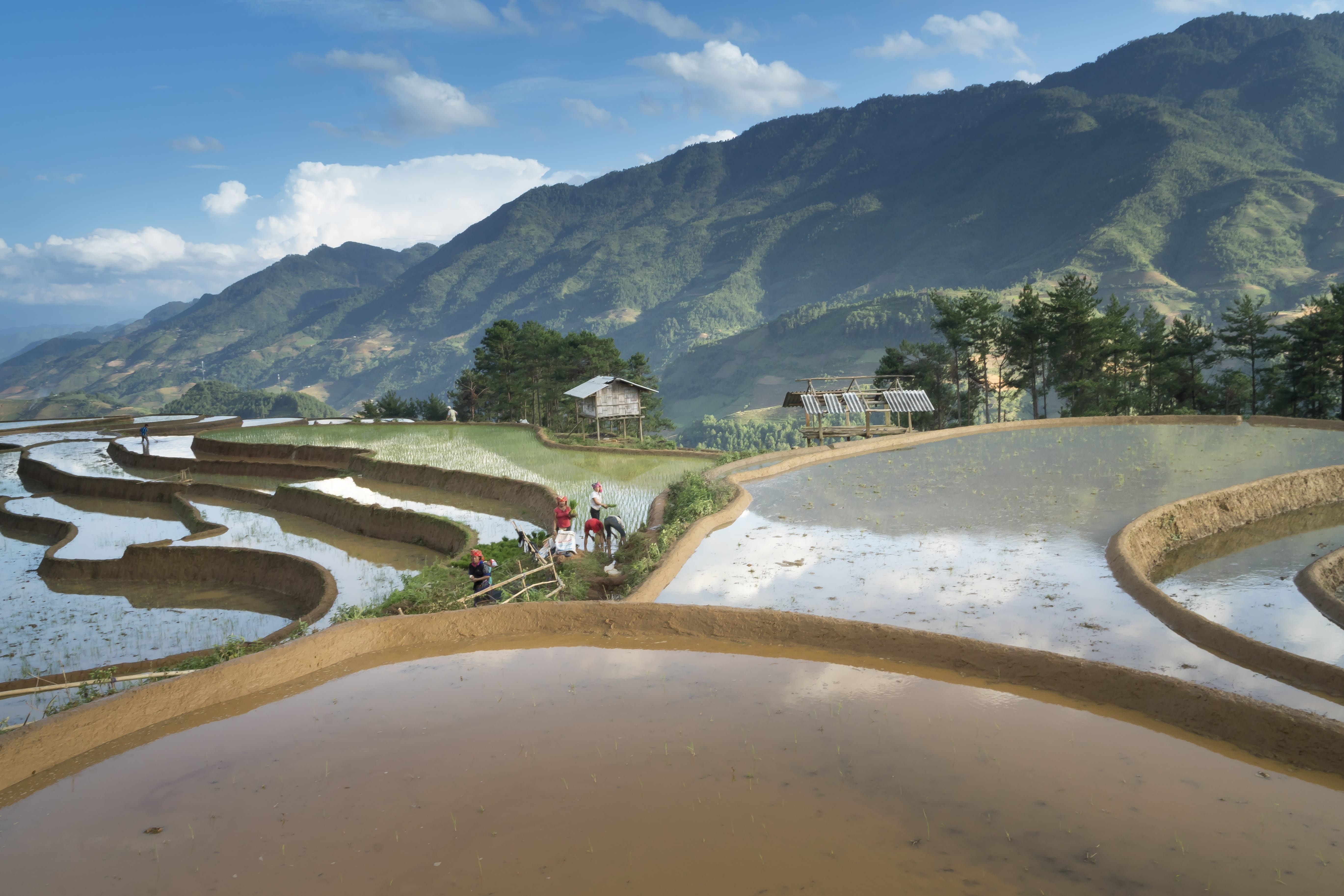 cloud - sky, cultural, swimming pool, rice, season, harvest, curve, 5K, no people, day, the valley, plant, field, outdoors, asia, pool, tranquil scene, HD Wallpaper