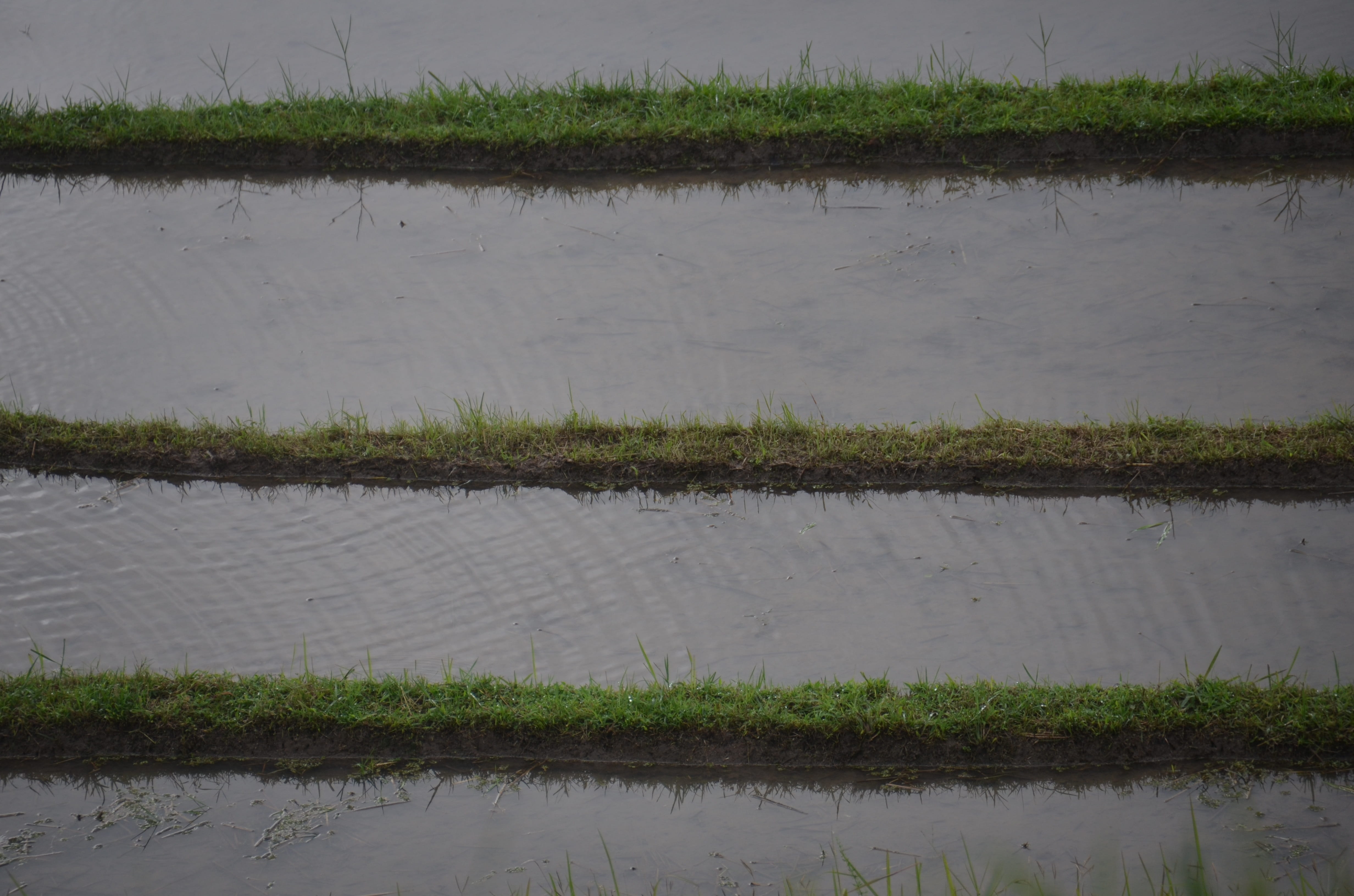 bali, rice field, peasantry, rice, rural scene, salt flat, day, reflection, growth, agriculture, beauty in nature, irrigation, outdoors, plant, transplanting rice, HD Wallpaper