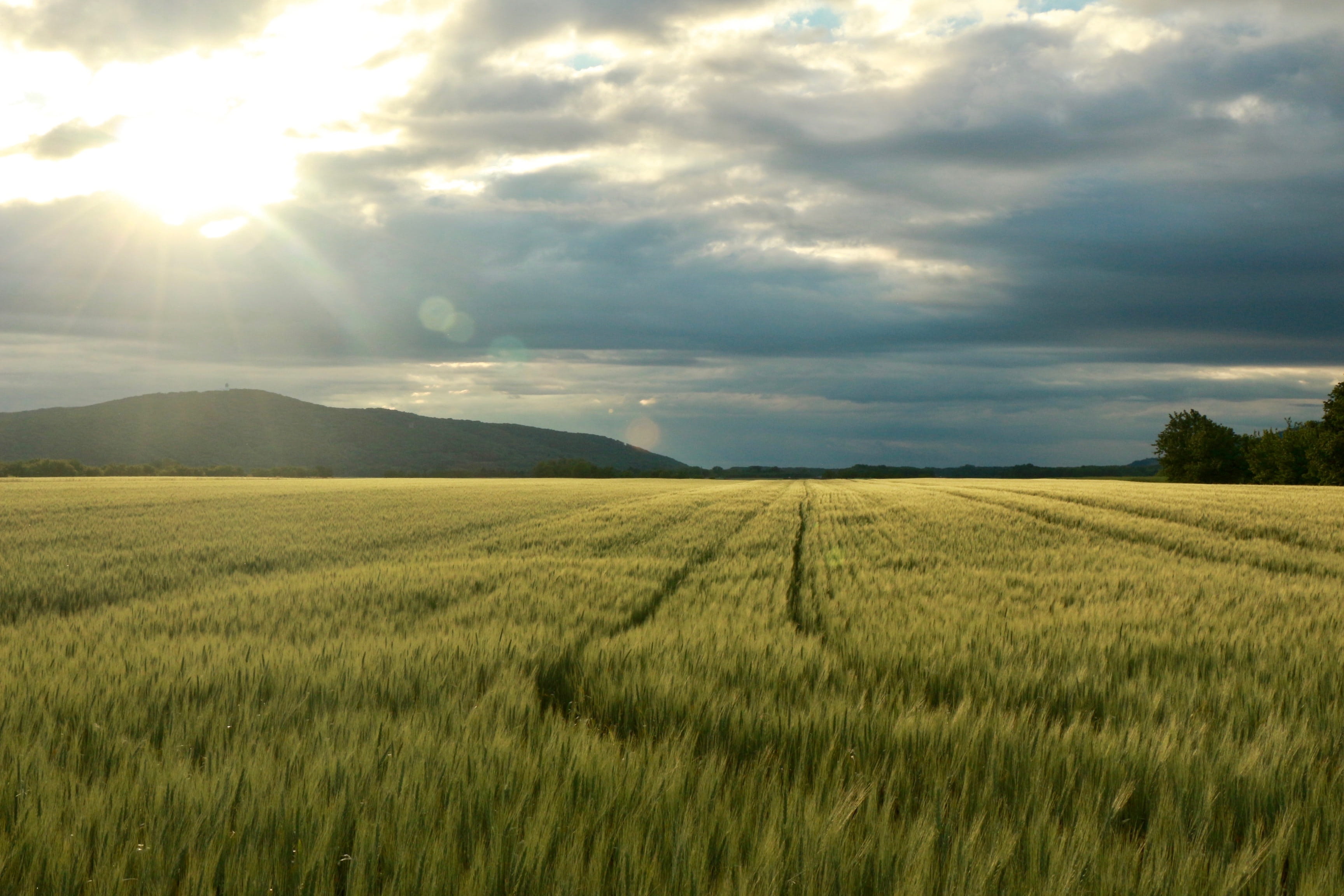 tranquil scene, blue, lens flare, sky, photo, green wheat, daytime, farm, summer, land, yellow, crop, agriculture, 2K, outdoors, rural Scene, growth, beauty In Nature, HD Wallpaper