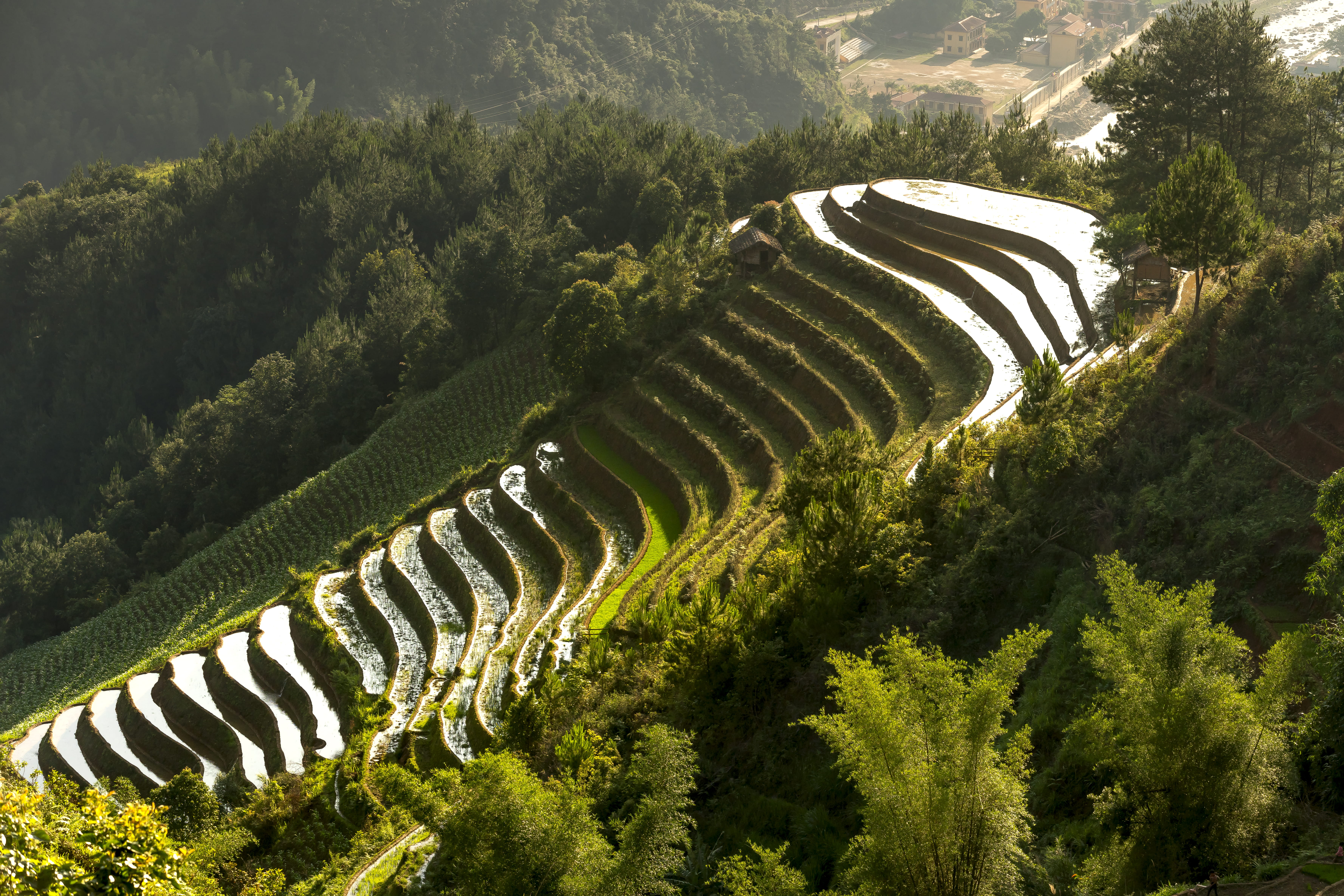 rice terraces, landscape, tourism, rice, terraces, farmland, growth, field, scenics - nature, cropland, land, scenery, trees, high angle shot, daylight, HD Wallpaper