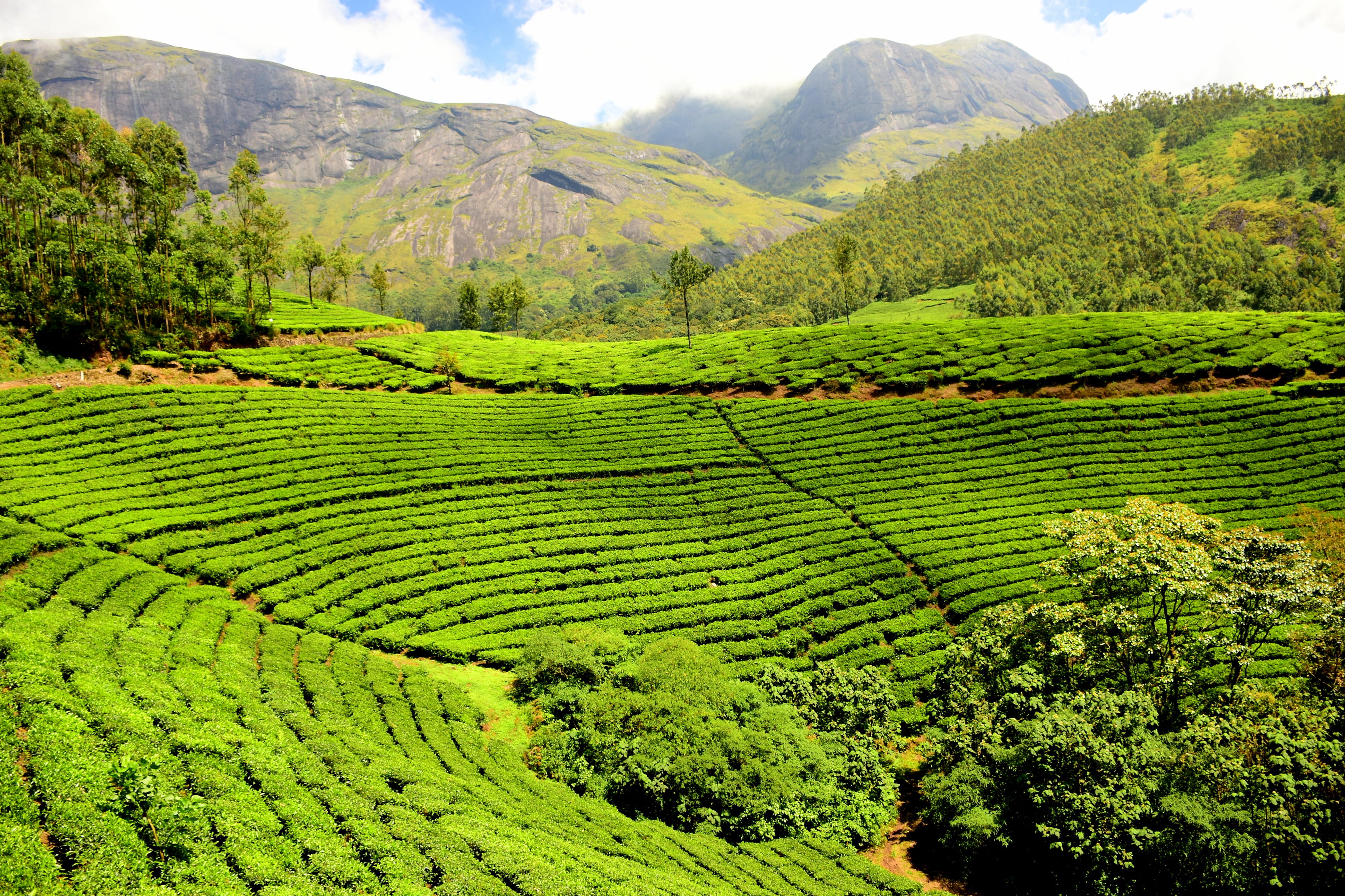 nature, tea garden, rural Scene, mountain, farm, daytime, green, land, foliage, outdoors, day, terraced Field, tree, tea plantation, tea Crop, growth, 4K, HD Wallpaper