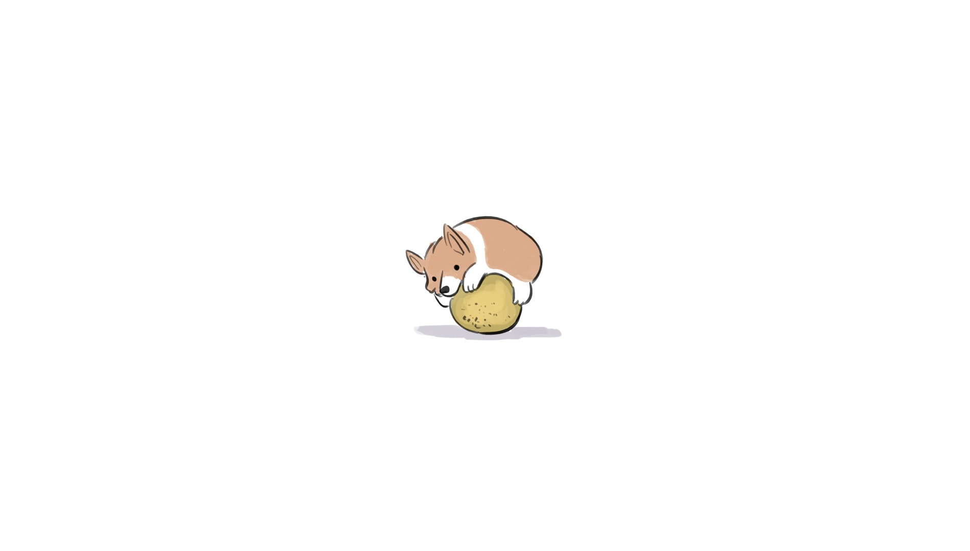 corgi, no people, close-up, single object, studio shot, cut out, hugging, one animal, nickelodeon, animal wildlife, artist, pets, copy space, white background, HD Wallpaper