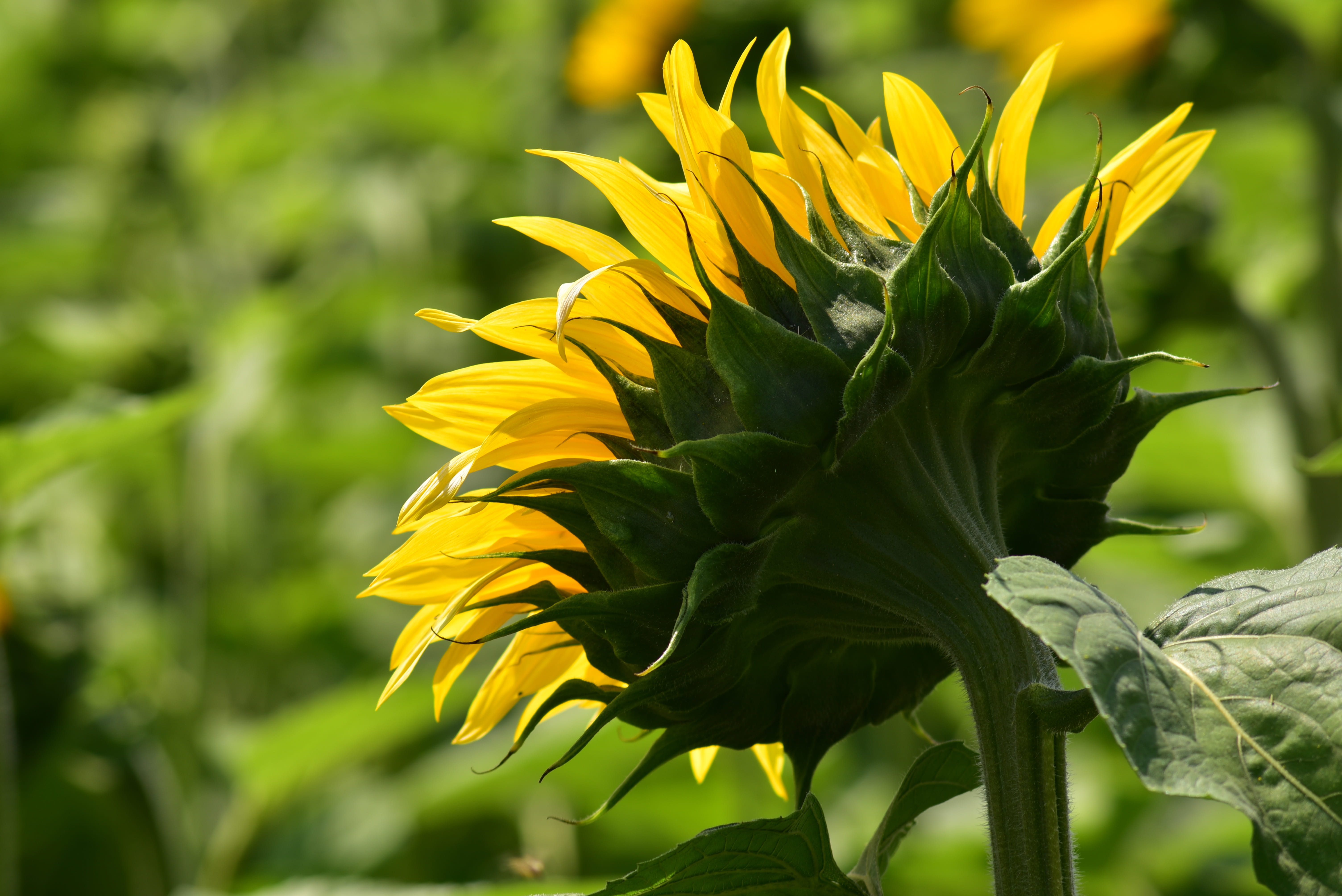 sepal, close-up, yellow, back, flip side, backlighting, blossom, sunflower, flowering plant, bright, nature, flower, petals, fragility, beautiful, close up, HD Wallpaper
