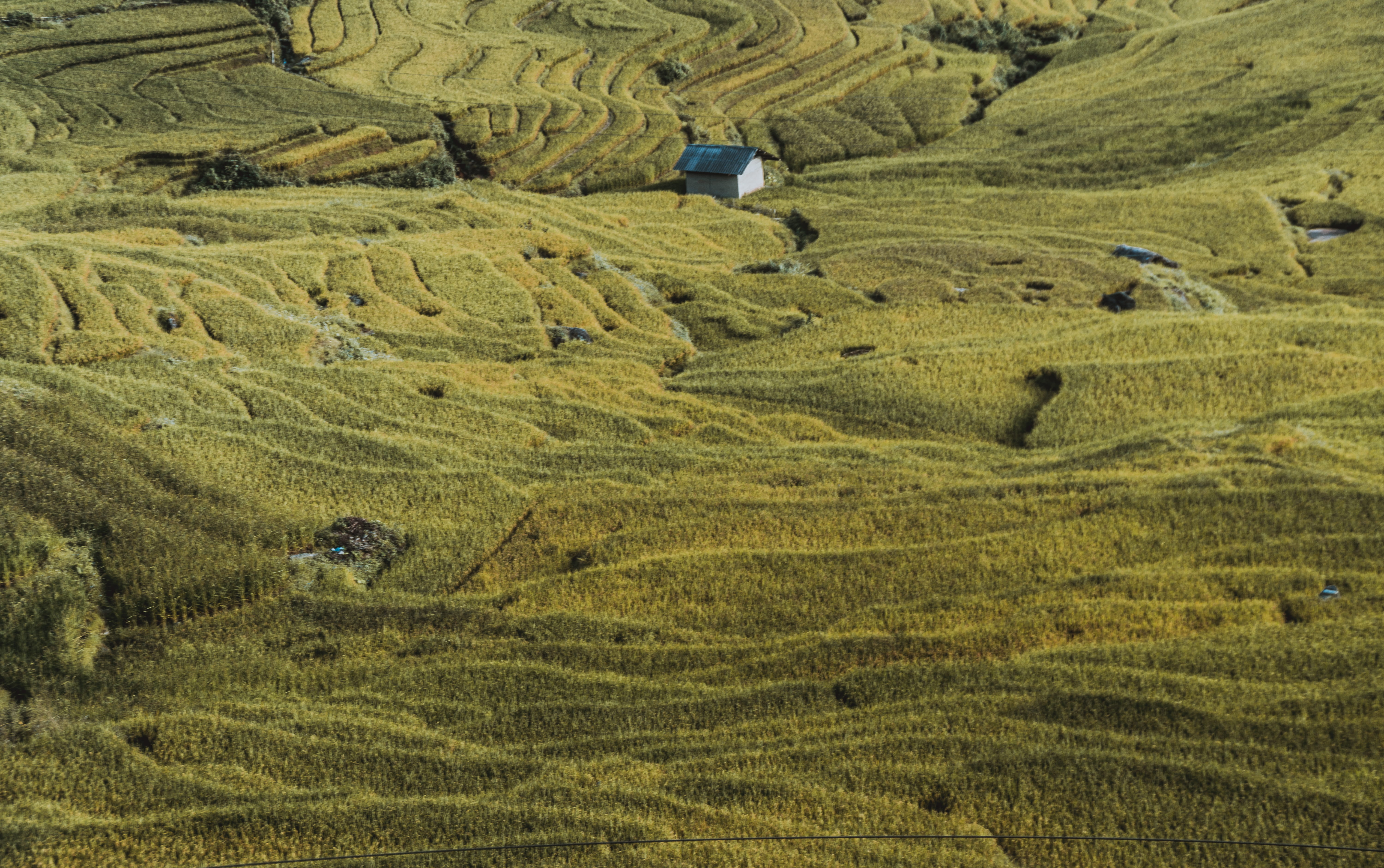 tea crop, rural scene, environment, 5K, beauty in nature, plantation, growth, plant, outdoors, high angle view, idyllic, terracerice, no people, farm, HD Wallpaper