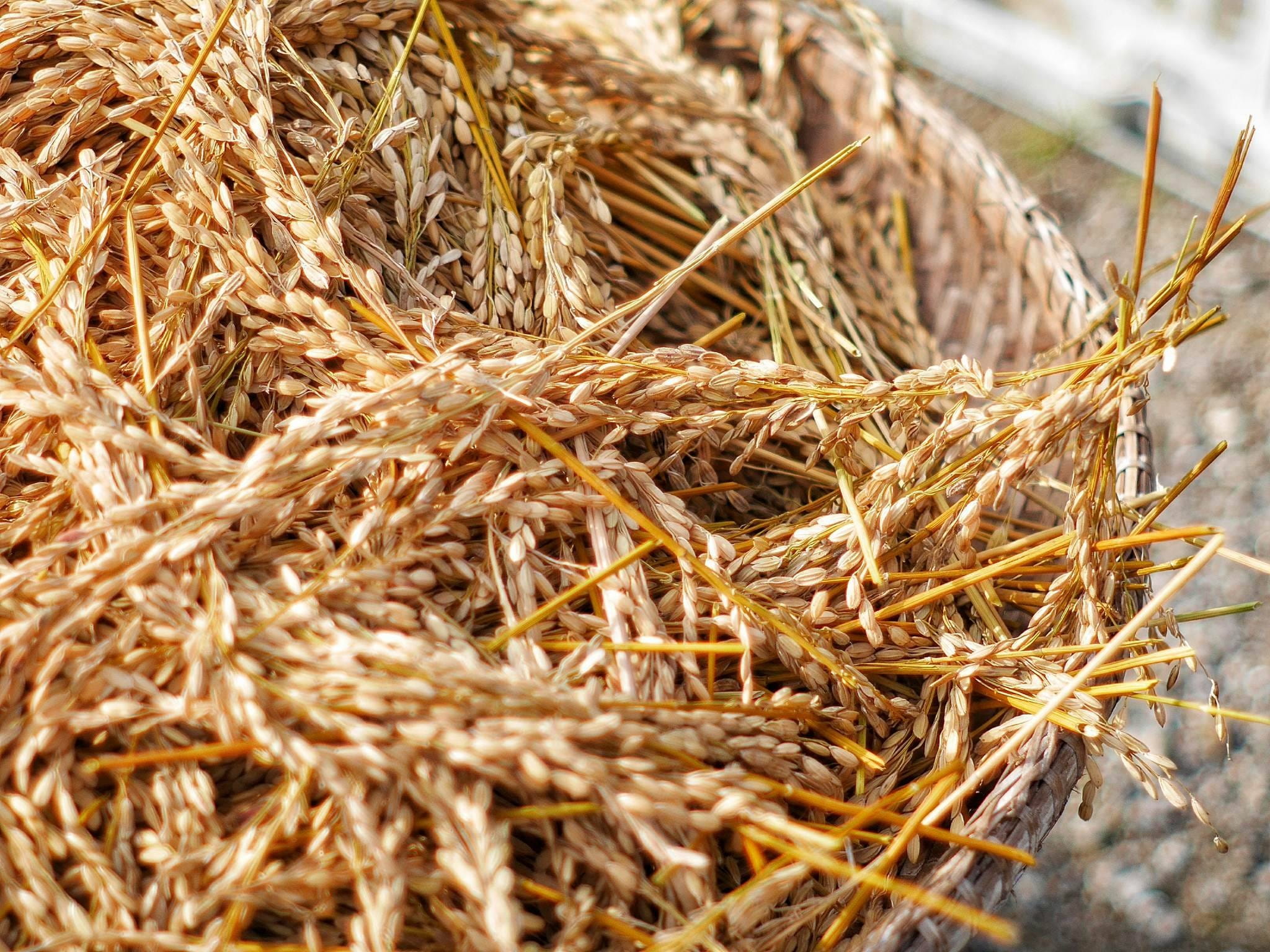 hay, rice crust, no people, dried, agriculture, brown, straw, day, Crust, food, plant, high angle view, outdoors, Rice, nature, dried plant, heap, food and drink, HD Wallpaper