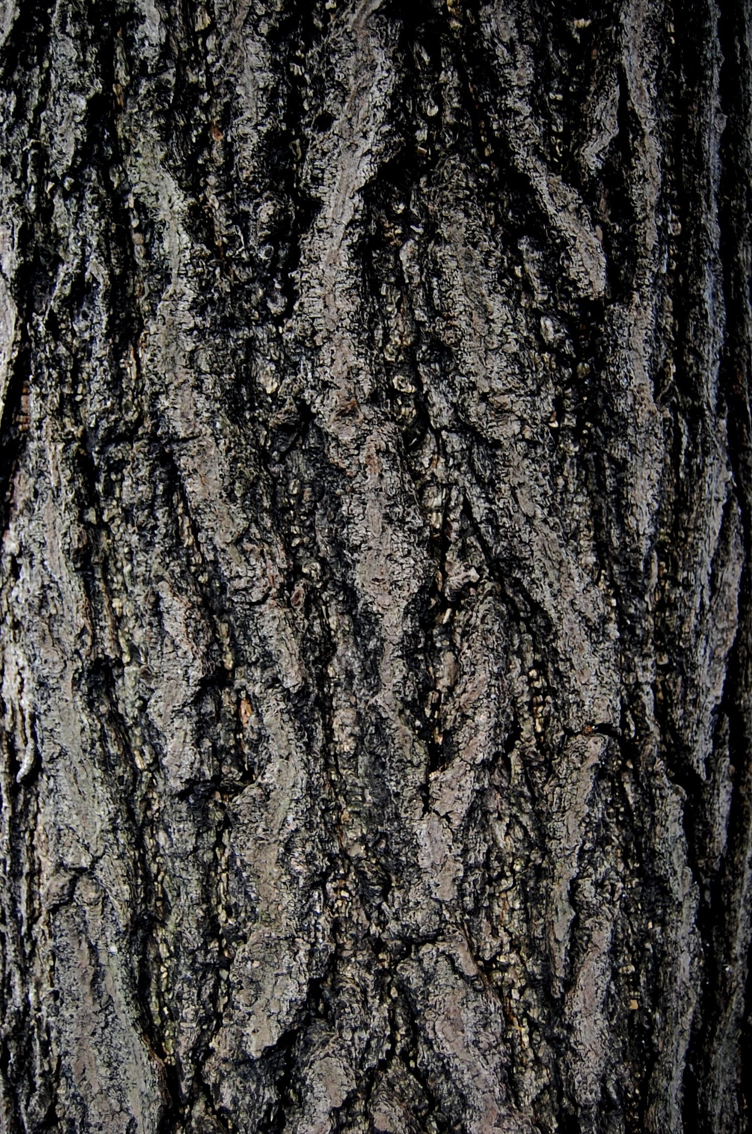 toughness, bark, natural condition, tree, plant bark, background, textured, rough, surface, dry, weathered, backgrounds, no people, coarse, pattern, full frame, Phone HD Wallpaper