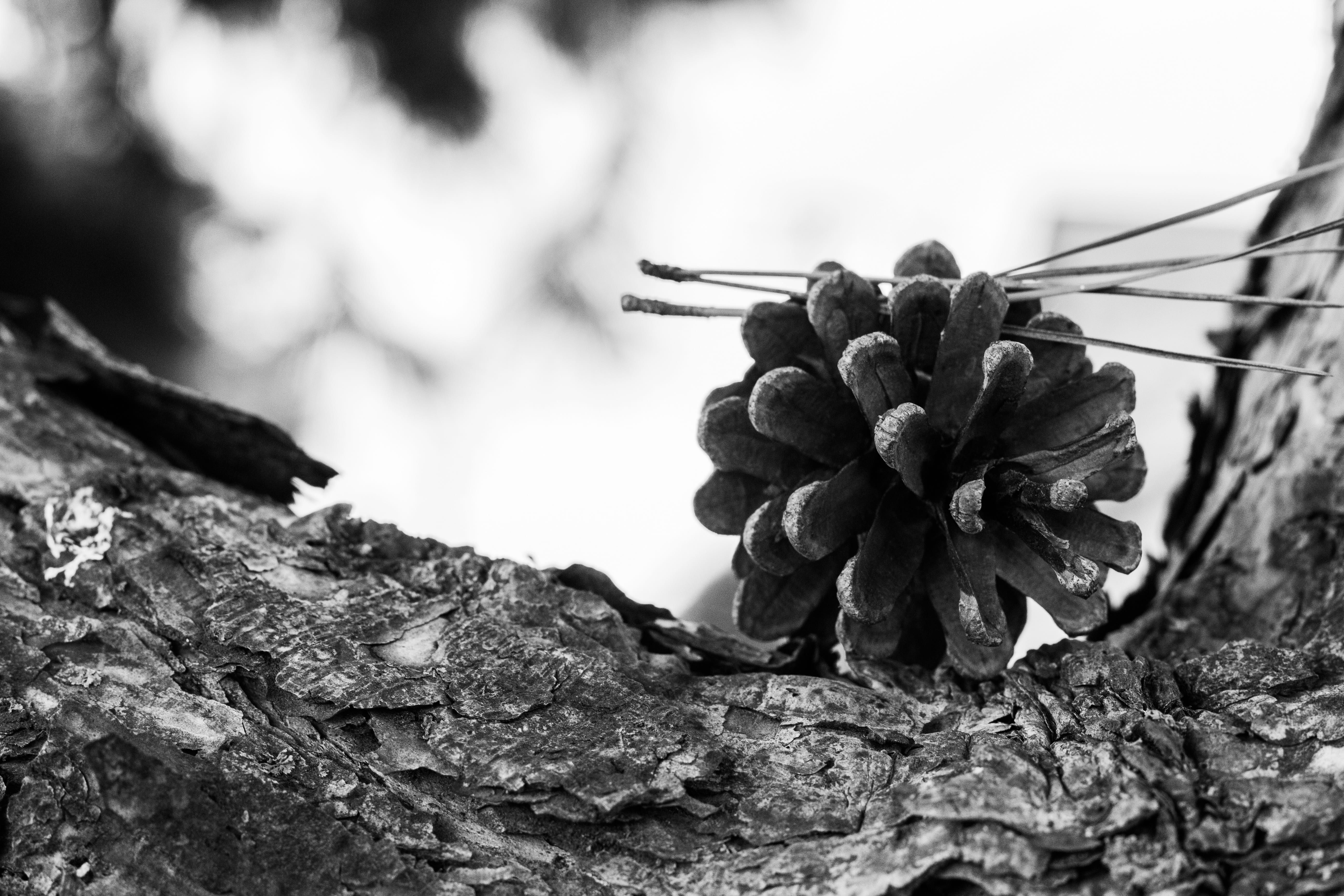 close-up, macro, tree, stale, nature, coarse, focus on foreground, strain, 5K, seeds, the depth of the, fantasy, old, wood, coniferous tree, beauty in nature, HD Wallpaper