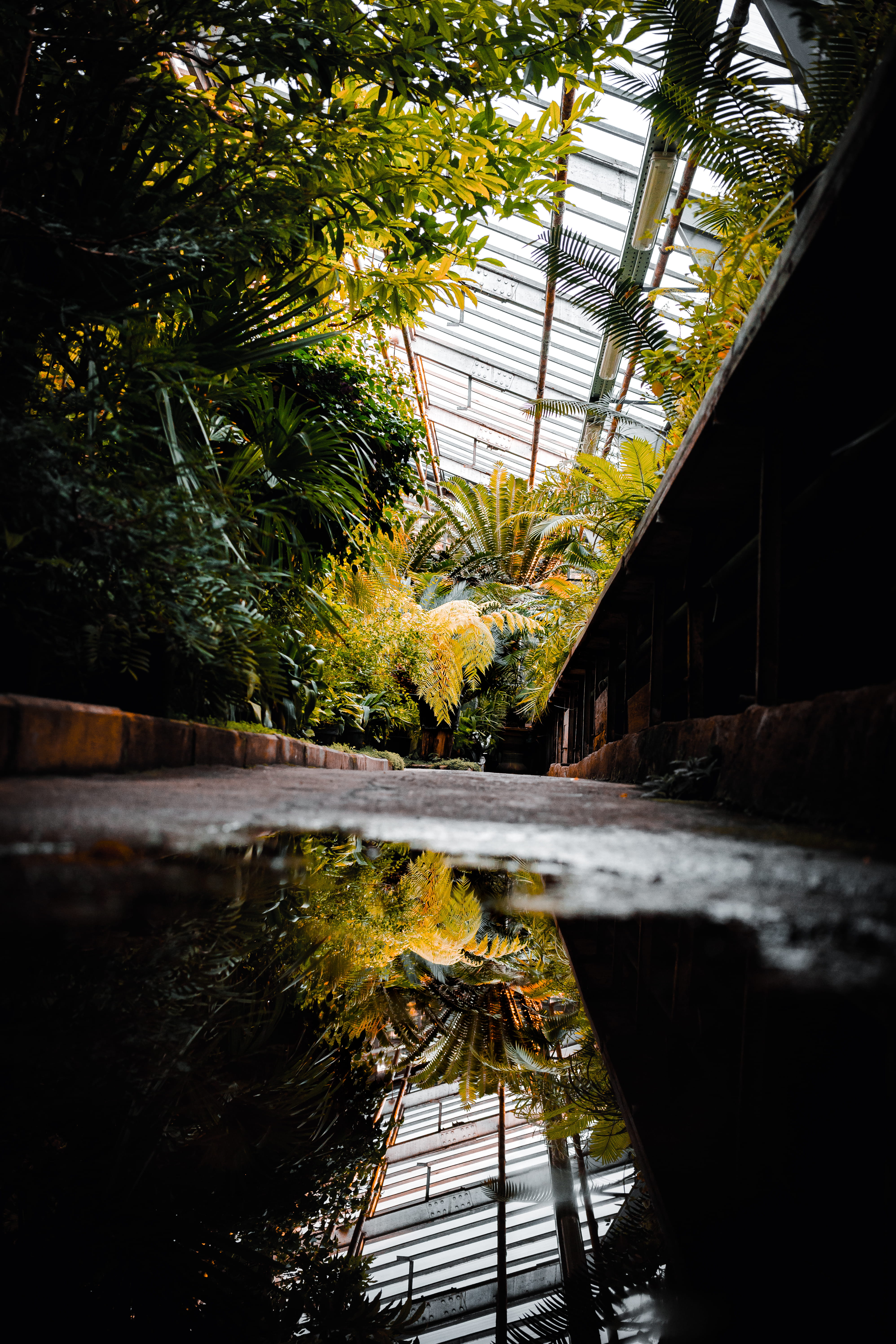 ceiling, summer, no people, jungle tropical, unsplash, ground, jungle, greenery, tranquility, 5K, outdoors, inside, nature, tropical palnts, plant, architecture, Phone HD Wallpaper