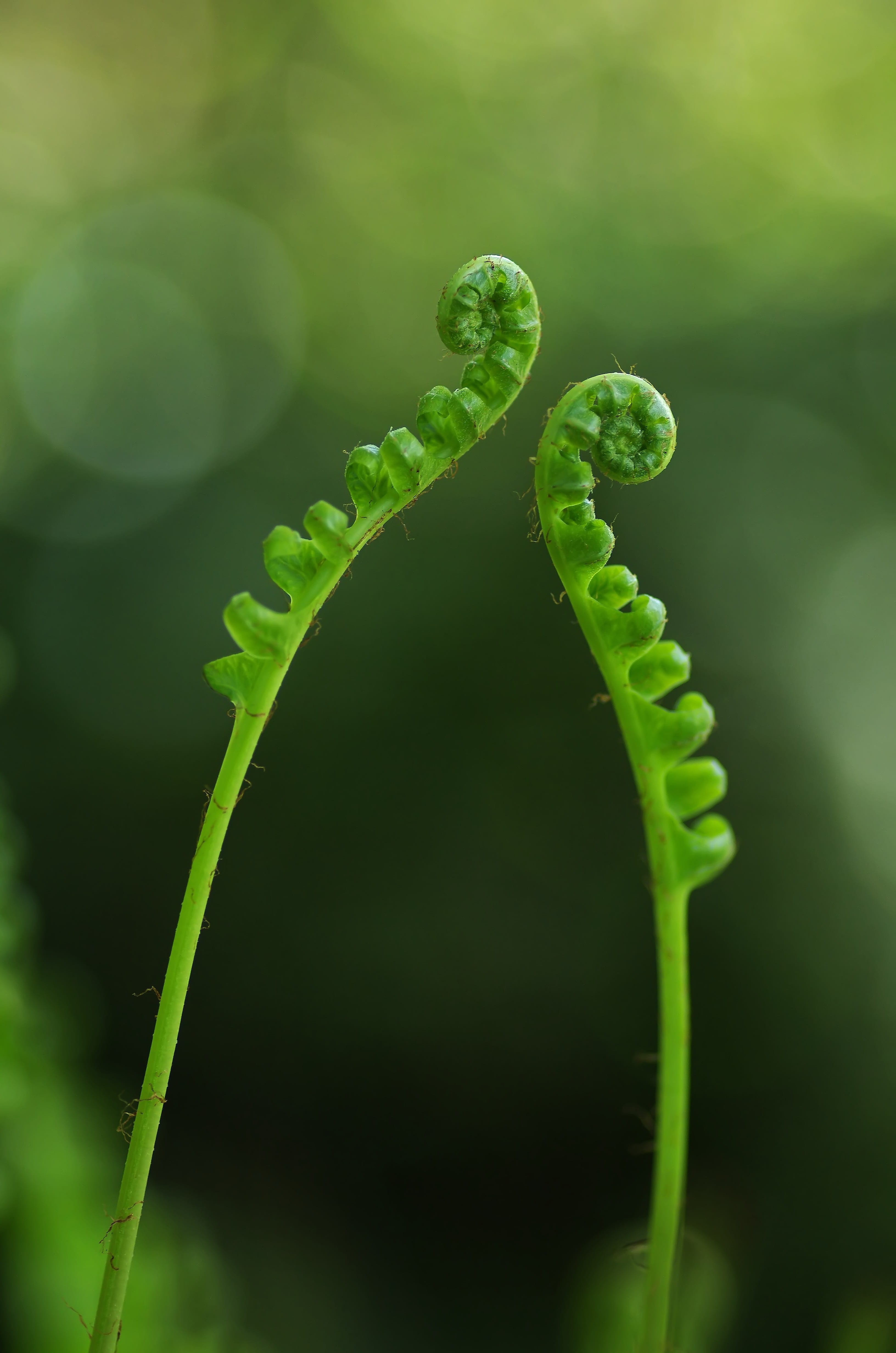 photography, no people, focus on foreground, spiral, beauty in nature, flamenco, plant, selective focus, growth, leaf, tendril, palnt, day, fern, vulnerability, Phone HD Wallpaper