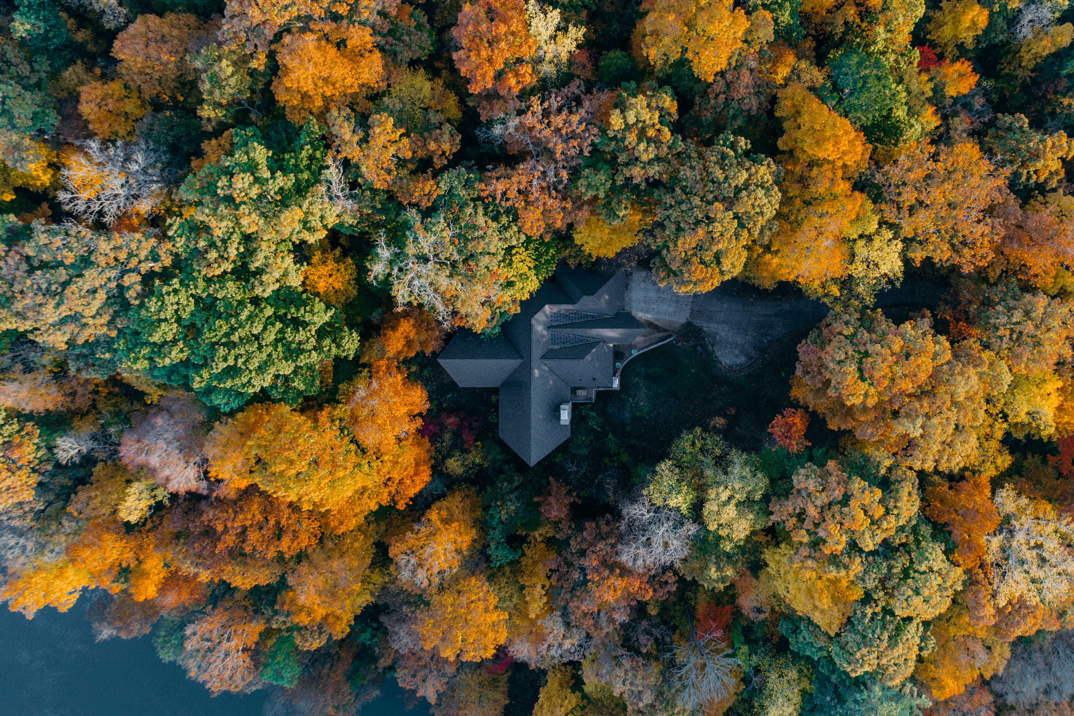 rock - object, aerial view, rock, surrounded, change, close-up, autumn, petaled, full frame, trees, solid, tree, photography, natural condition, growth, HD Wallpaper