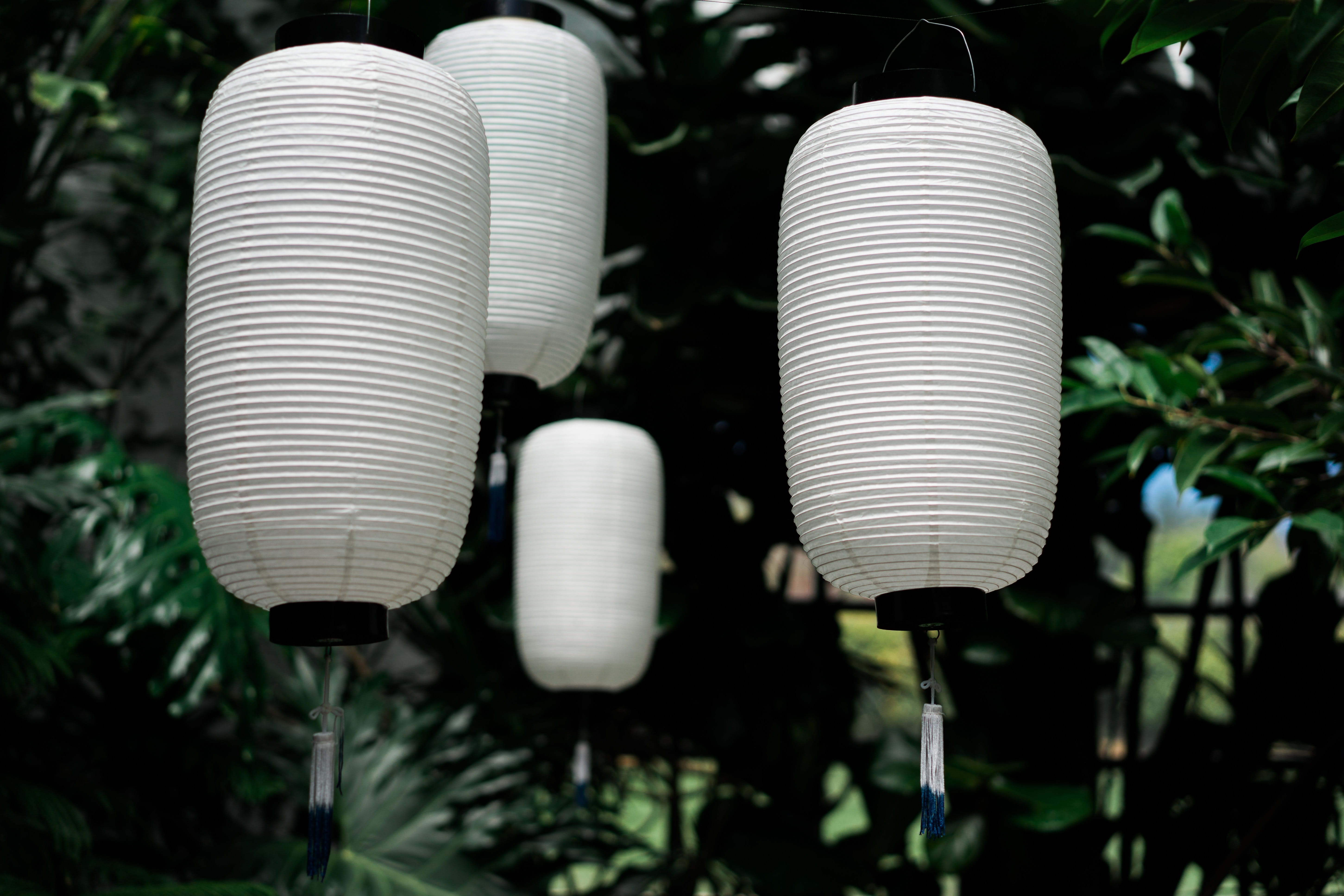 hanging, no people, palnt, day, technology, light bulb, tree, electricity, plant, lantern, pattern, silver colored, growth, sunlight, white color, green, HD Wallpaper