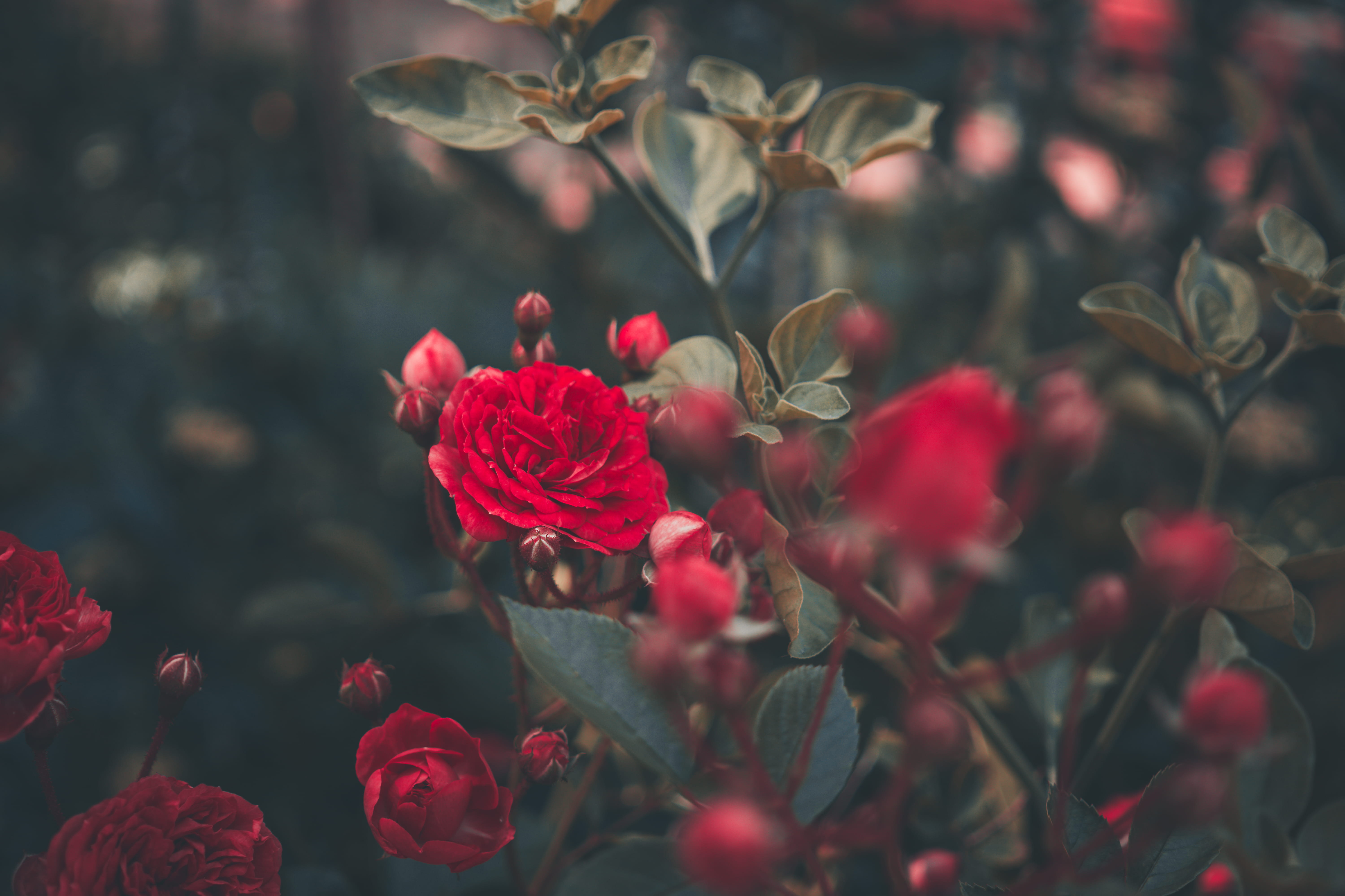 season, palnt, plant, decoration, selective, flowerbed, park, freshness, growth, leaf, photography, pink Color, leaves, beauty In Nature, day, HD Wallpaper