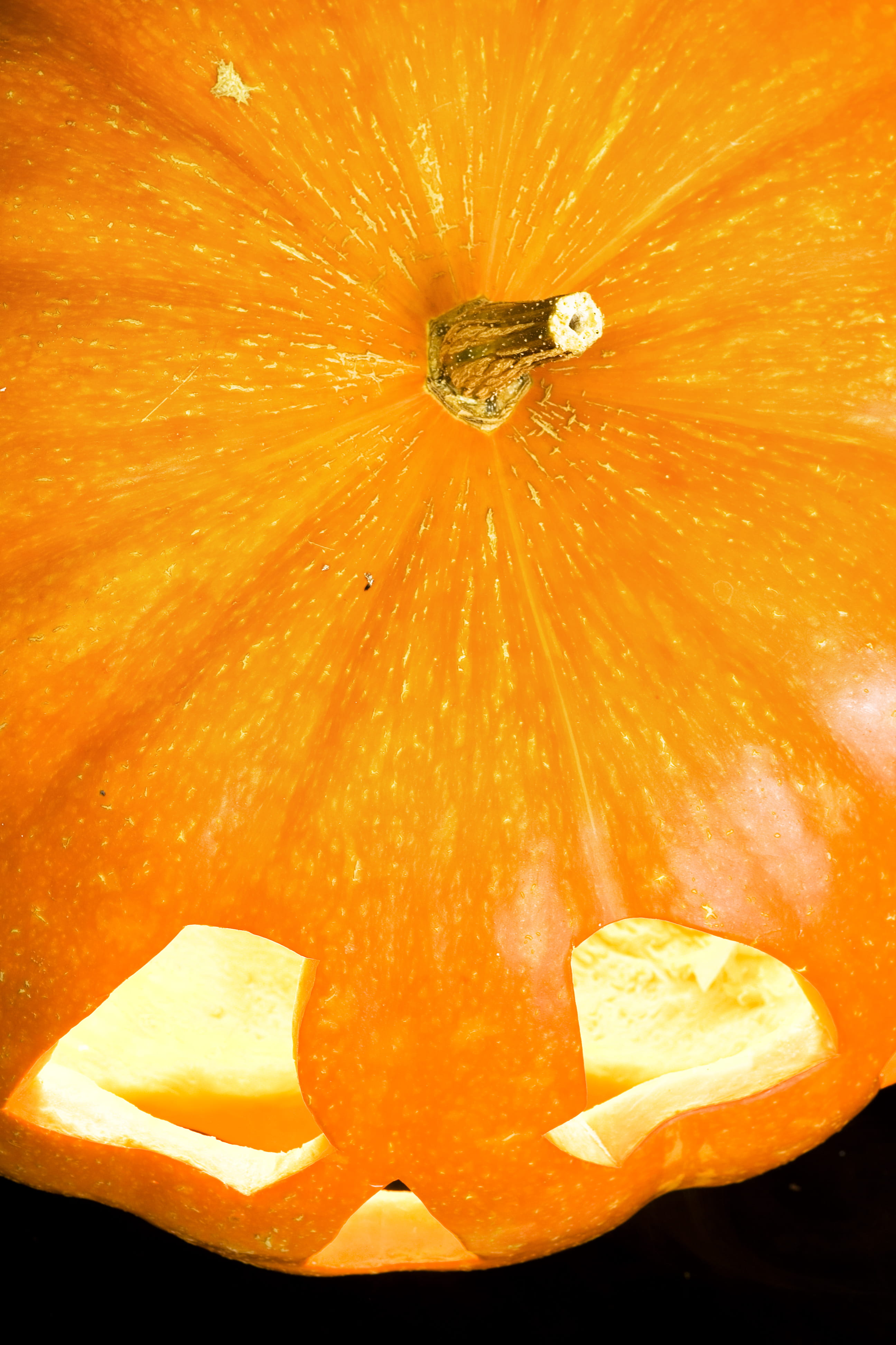 wellbeing, halloween, animal wildlife, jack, food, orange color, orange - fruit, freshness, close-up, 4K, one animal, animal themes, nature, no people, Phone HD Wallpaper