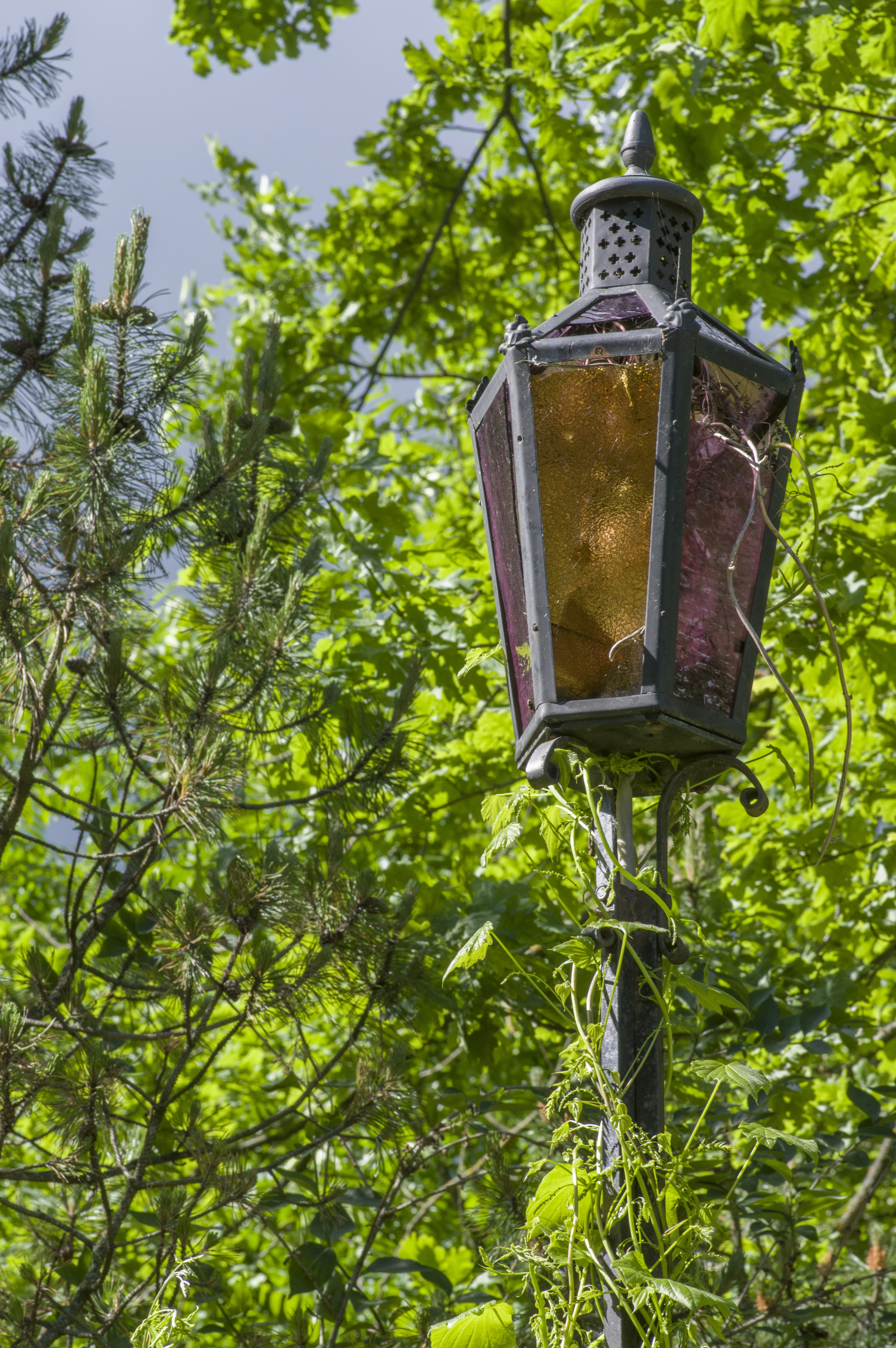 low angle view, electric lamp, latern, sunlight, decoration, close-up, plant, branch, 5K, day, hanging, growth, nostalgic, vintage, lamp, no people, metal, Phone HD Wallpaper