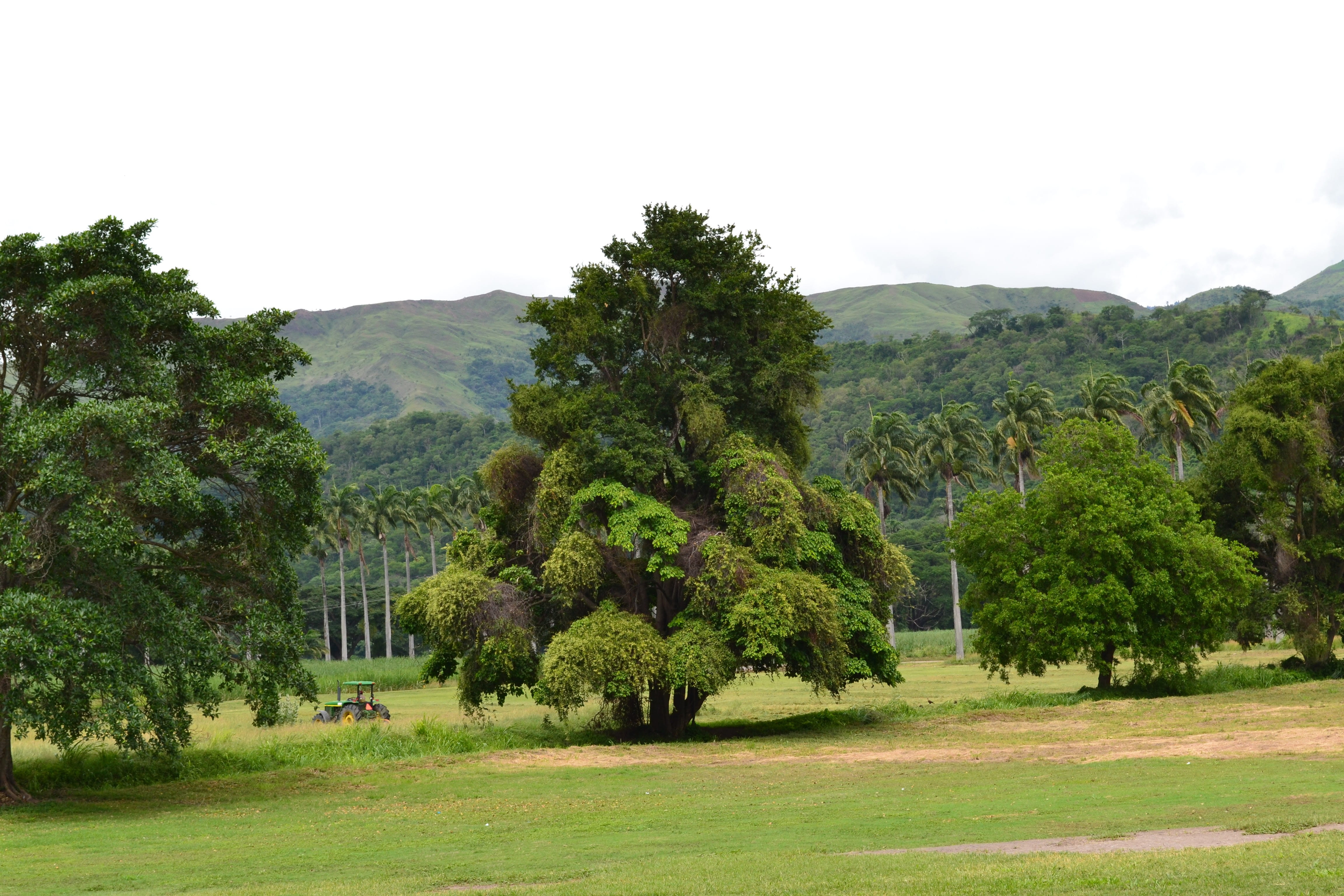 nature, environment, outdoors, non-urban scene, tree, plant, grass, field, 4K, beauty in nature, venezuela, tranquility, growth, hacienda santa teresa, HD Wallpaper