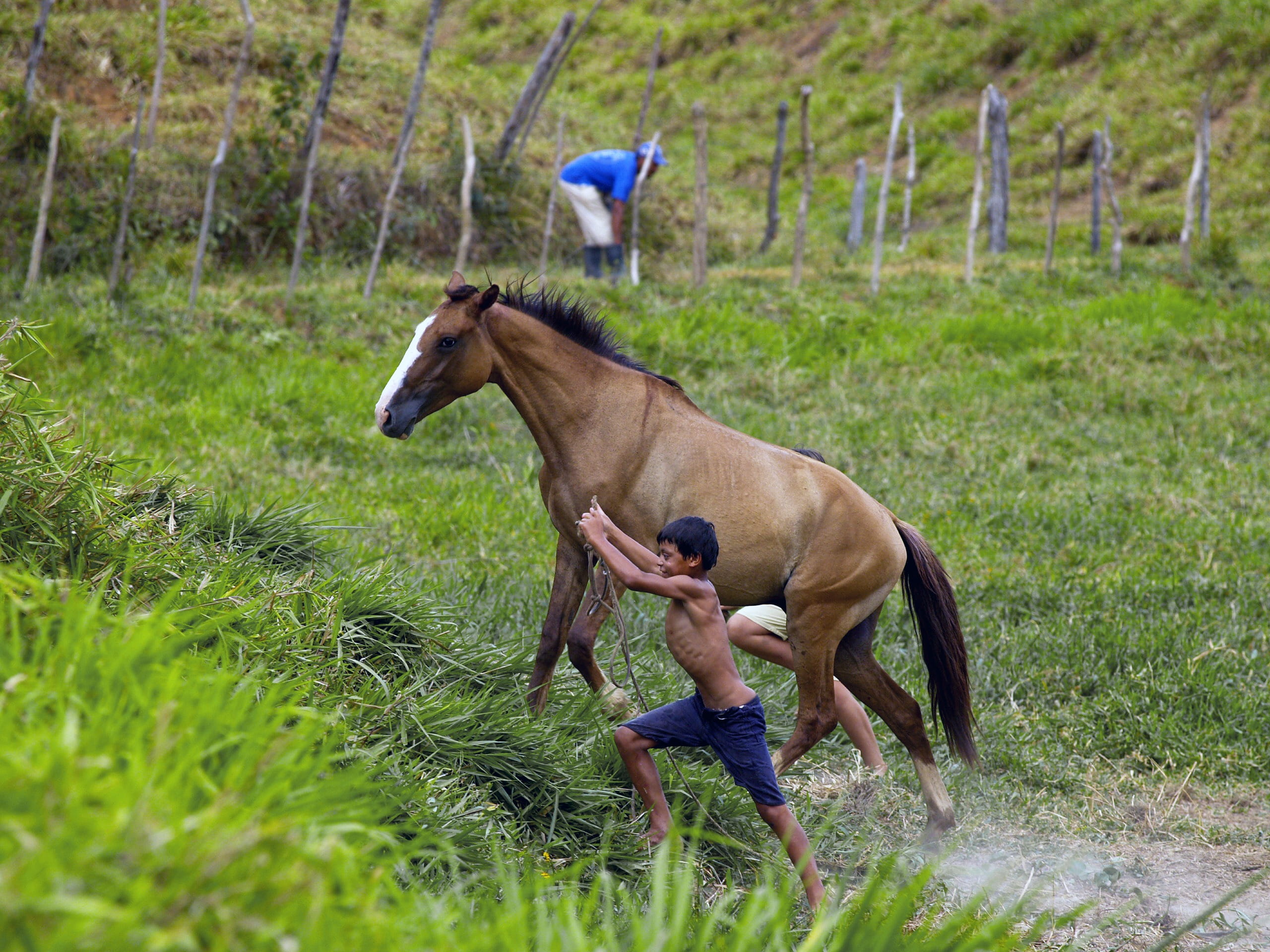 hacienda, field, herbivorous, landscape, day, group of animals, animal wildlife, pets, Horse, vertebrate, domestic, two animals, person, 2K, Brazil, livestock, HD Wallpaper