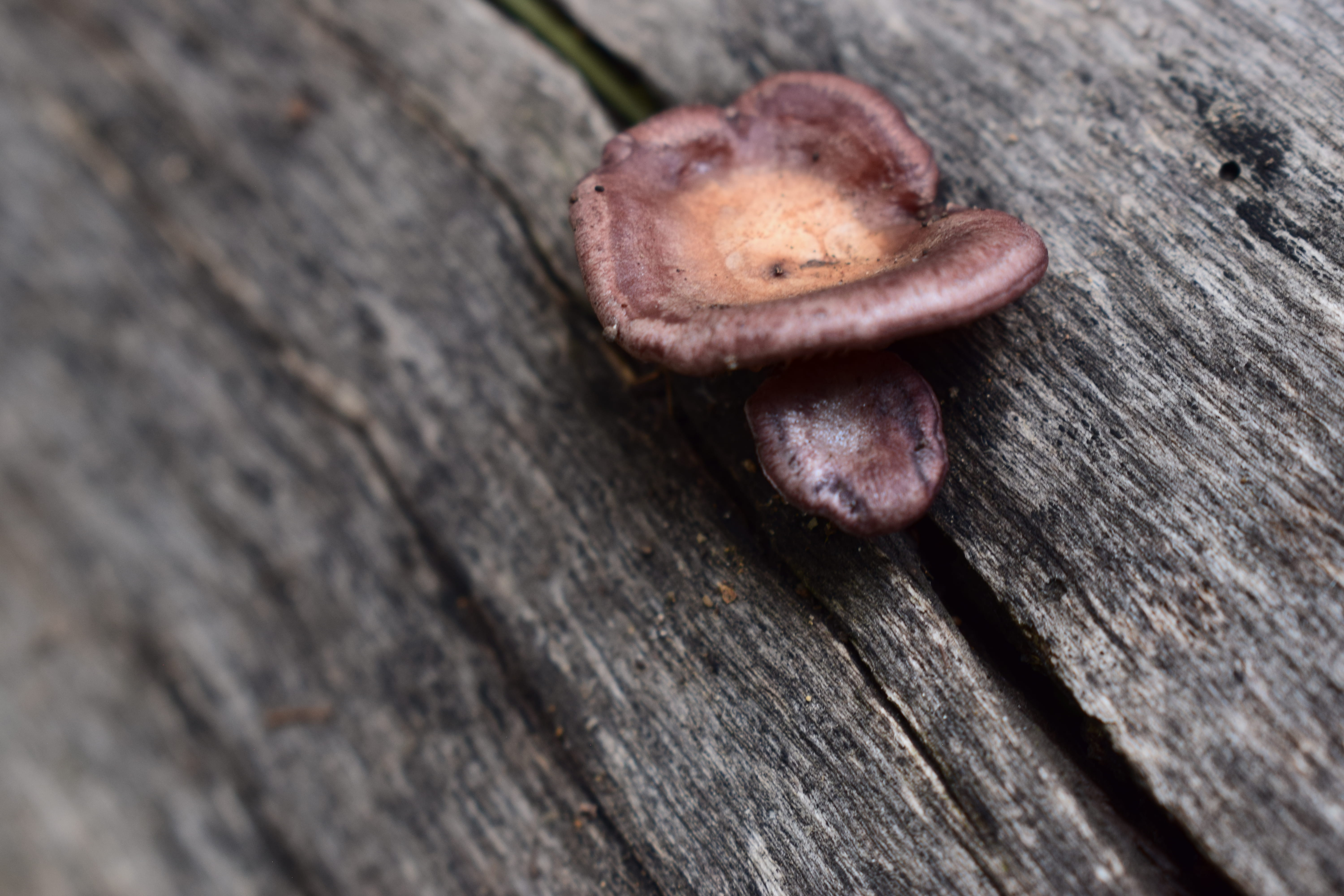 weathered, nut - food, close-up, mushroom, no people, food and drink, nail, mexico, nature, outdoors, pattern, brown, day, 5K, textured, tree, food, san lucas el grande, HD Wallpaper