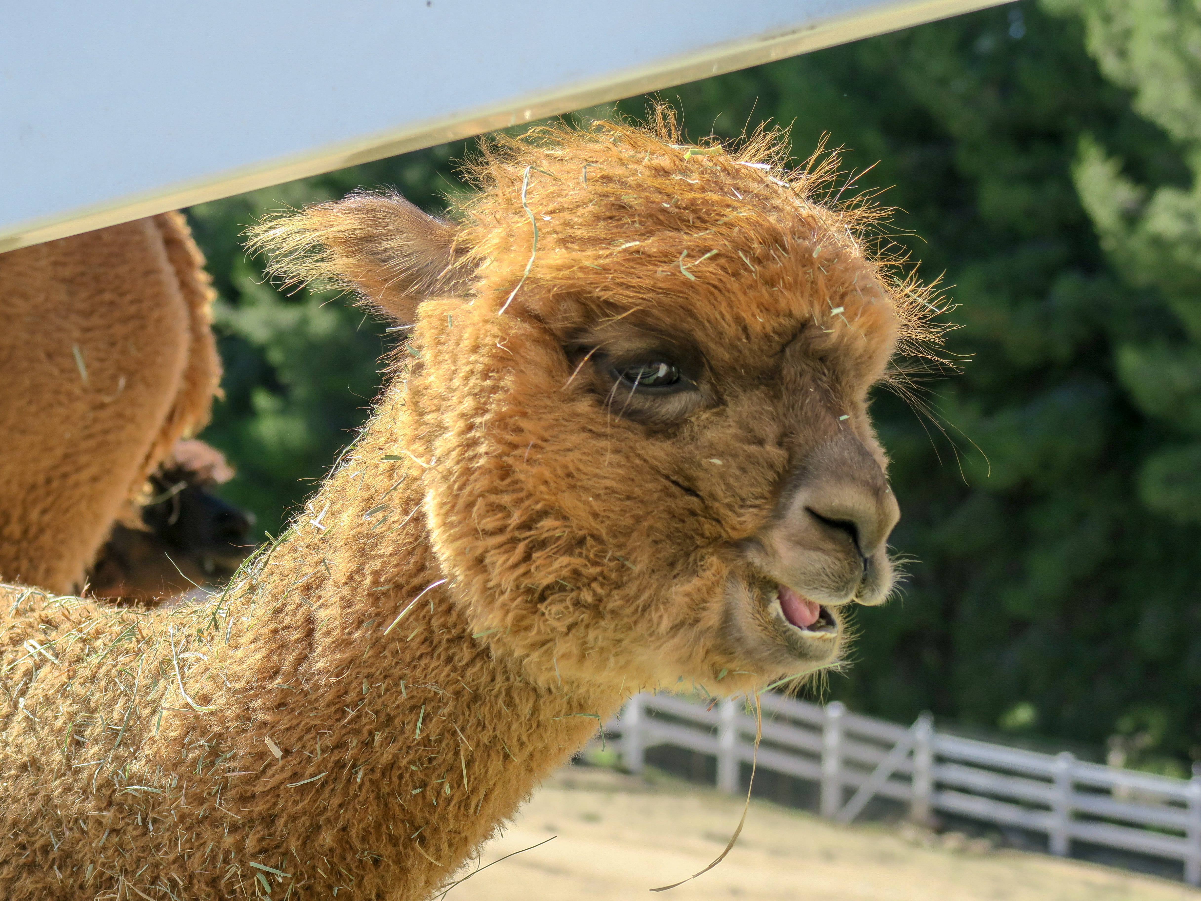 united states, dirty, temecula, smiles, day, the alpaca hacienda, vertebrate, animal head, herbivorous, mammal, fuzzy, animal, landscape, animal body part, HD Wallpaper