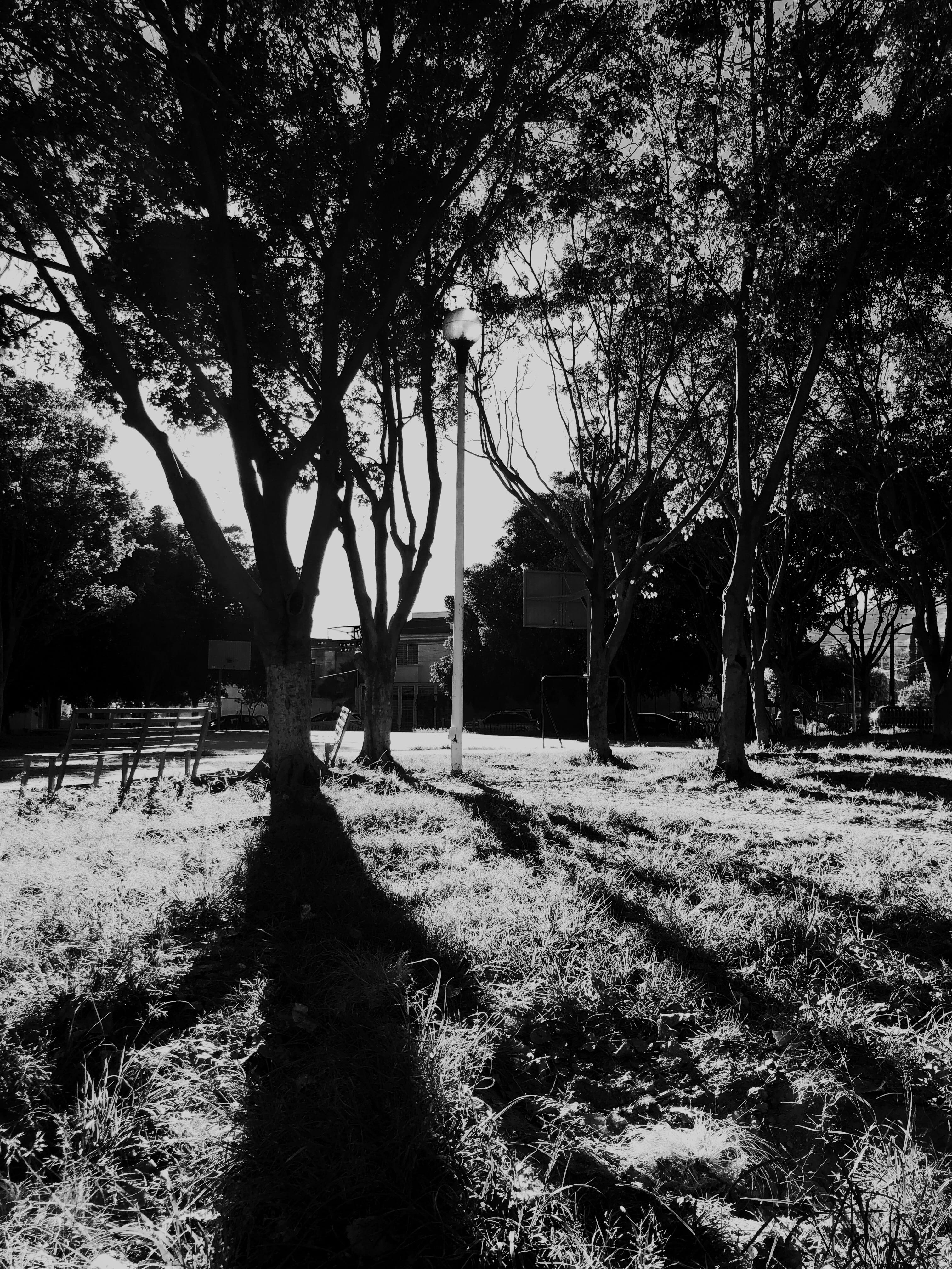 footpath, plant, sun, sky, shadows, architecture, outdoors, trees, haciendas tepeyac ii park, park, tree, mexico, sunlight, growth, landscape, zapopan, Phone HD Wallpaper