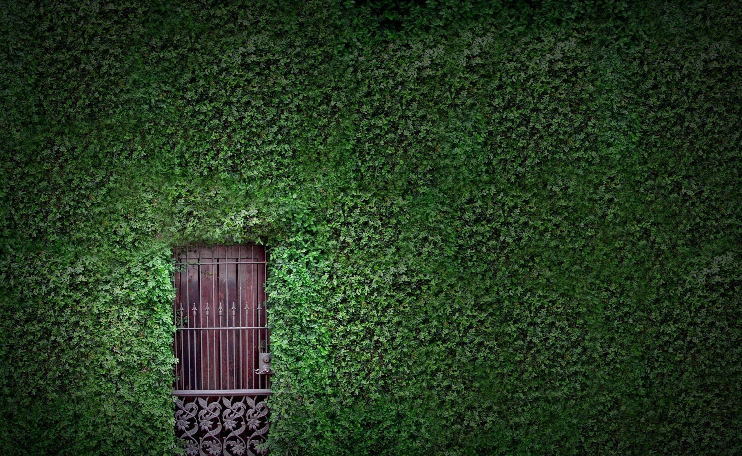 field, plant, nature, no people, plants, growth, building, land, grass, ivy, door, outdoors, built structure, foliage, building exterior, wall - building feature, HD Wallpaper