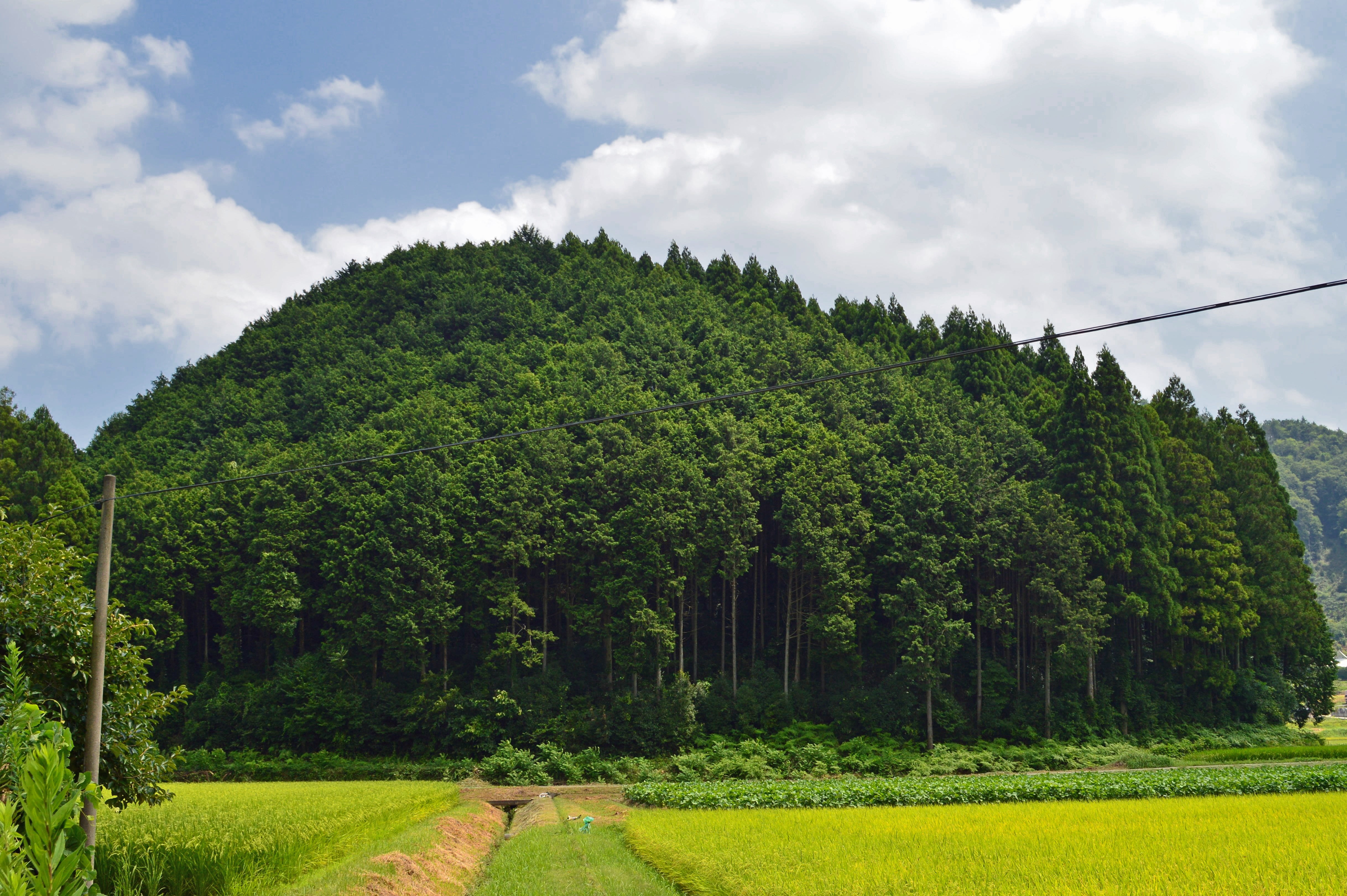nature, green color, environment, countryside, japan, scenics - nature, forest, trees, landscape, field, coniferous tree, cloud - sky, plant, land, outside, HD Wallpaper