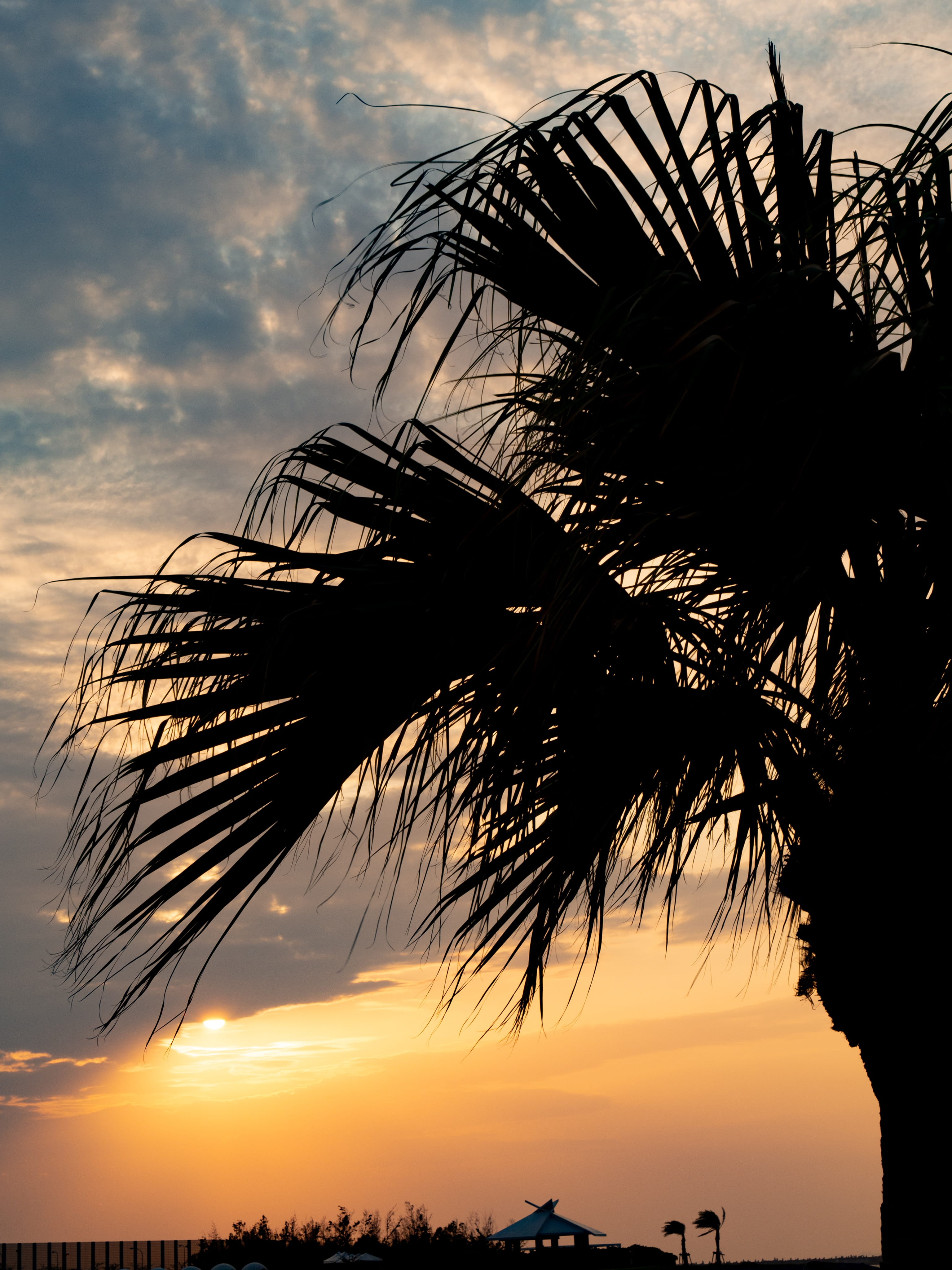 paradise, nightfall, japan, palm trees, southern countries, beauty in nature, horizon over water, orange color, romantic, landscape, sky, coconut palm tree, Phone HD Wallpaper