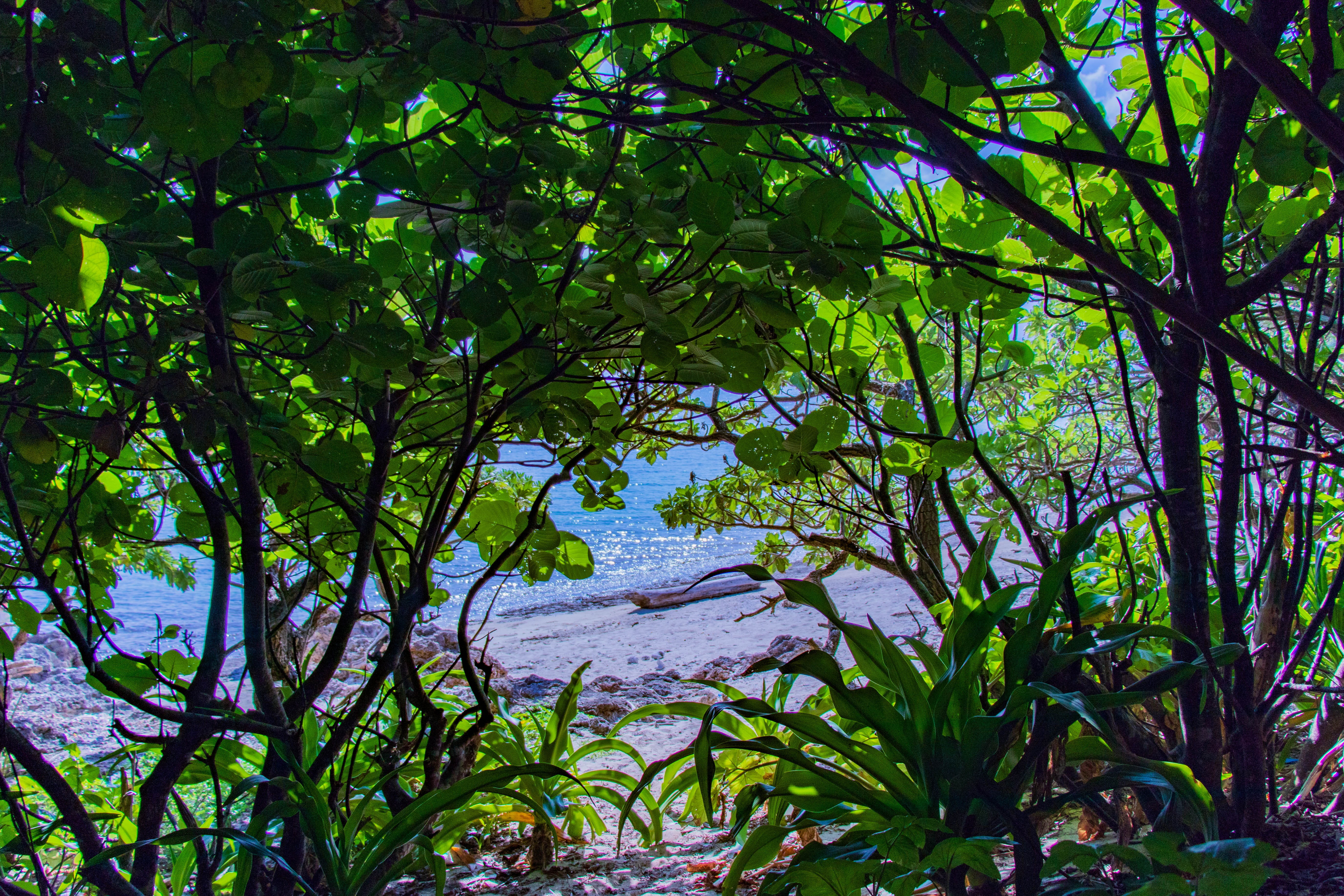 beach, forest, tree, land, water, sandy, tranquility, beautiful, sea, plant, tranquil scene, landscape, lush foliage, no people, growth, blue, day, japan, HD Wallpaper
