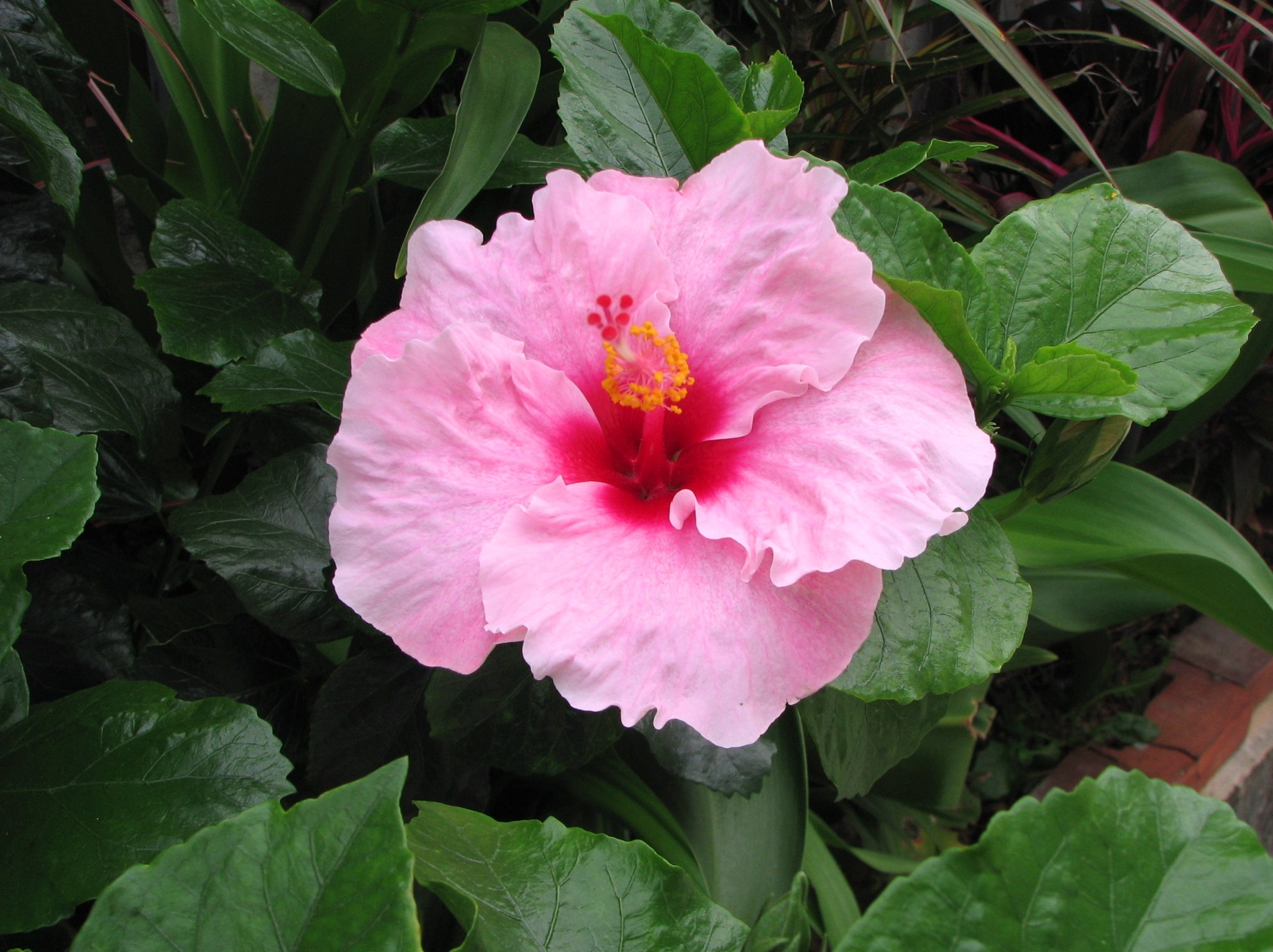 vivid, nature, hibiscus, flower, southern countries, day, beauty in nature, fragility, close-up, flowers, sea, petal, green, contrast, japan, 1080P, inflorescence, HD Wallpaper