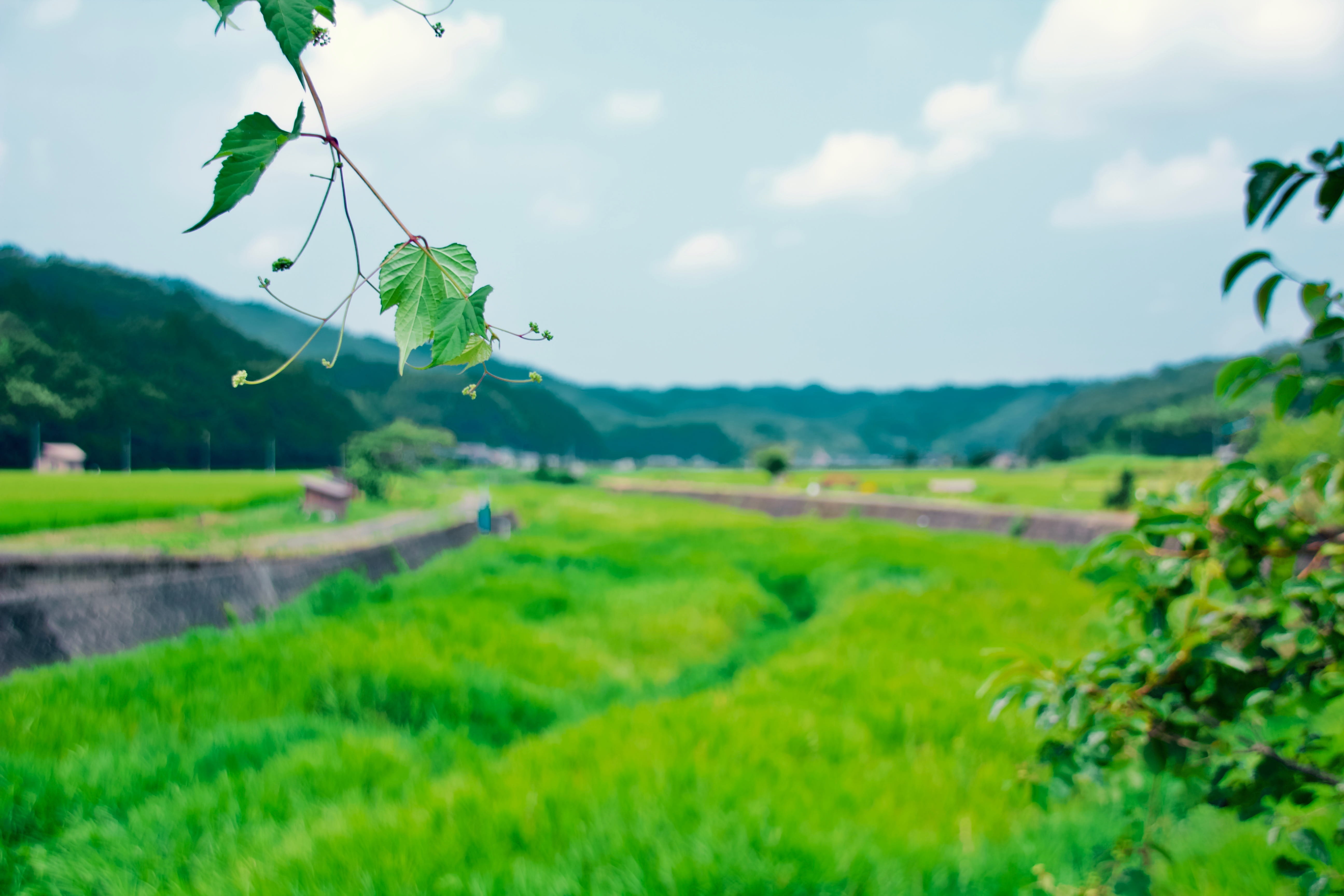 environment, tranquility, outdoors, country side, grass, day, landscape, 5K, plant, nature, tranquil scene, no people, sky, japan, field, growth, tottori prefecture, HD Wallpaper