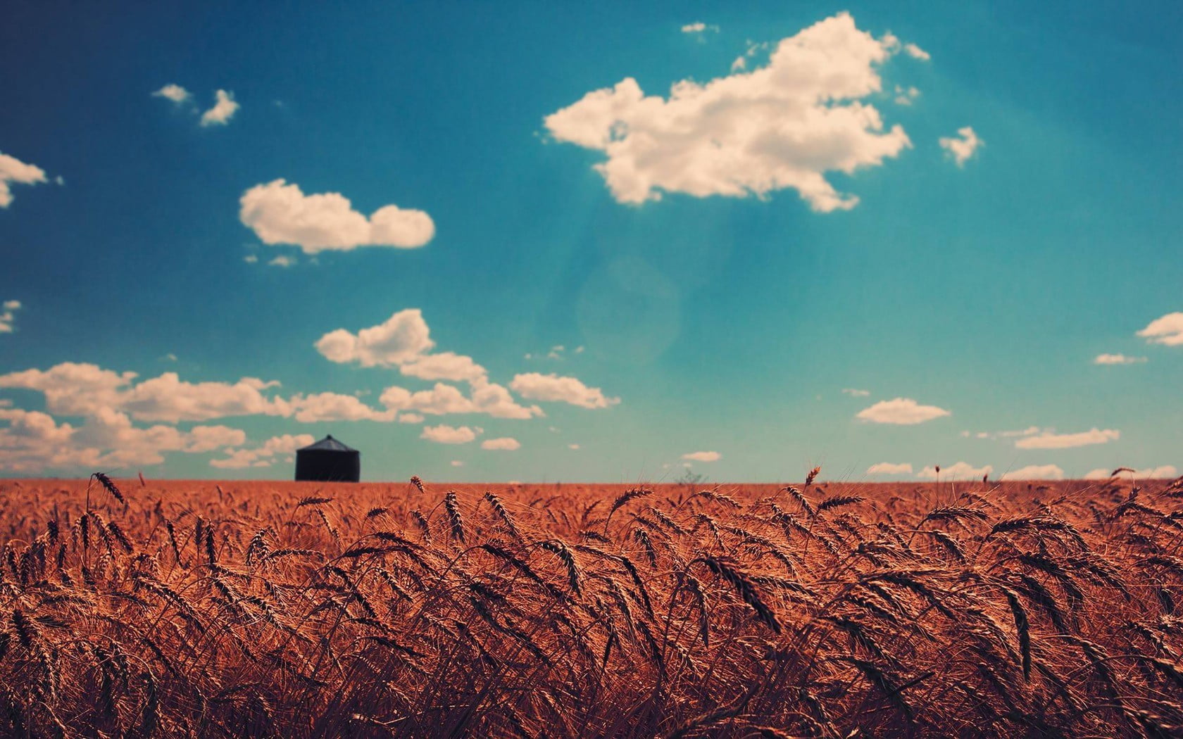 corn, no people, farm, barn, day, cloud - sky, scenics - nature, nature, agriculture, tranquil scene, horizon, rural scene, land, clouds, plant, 720P, HD Wallpaper