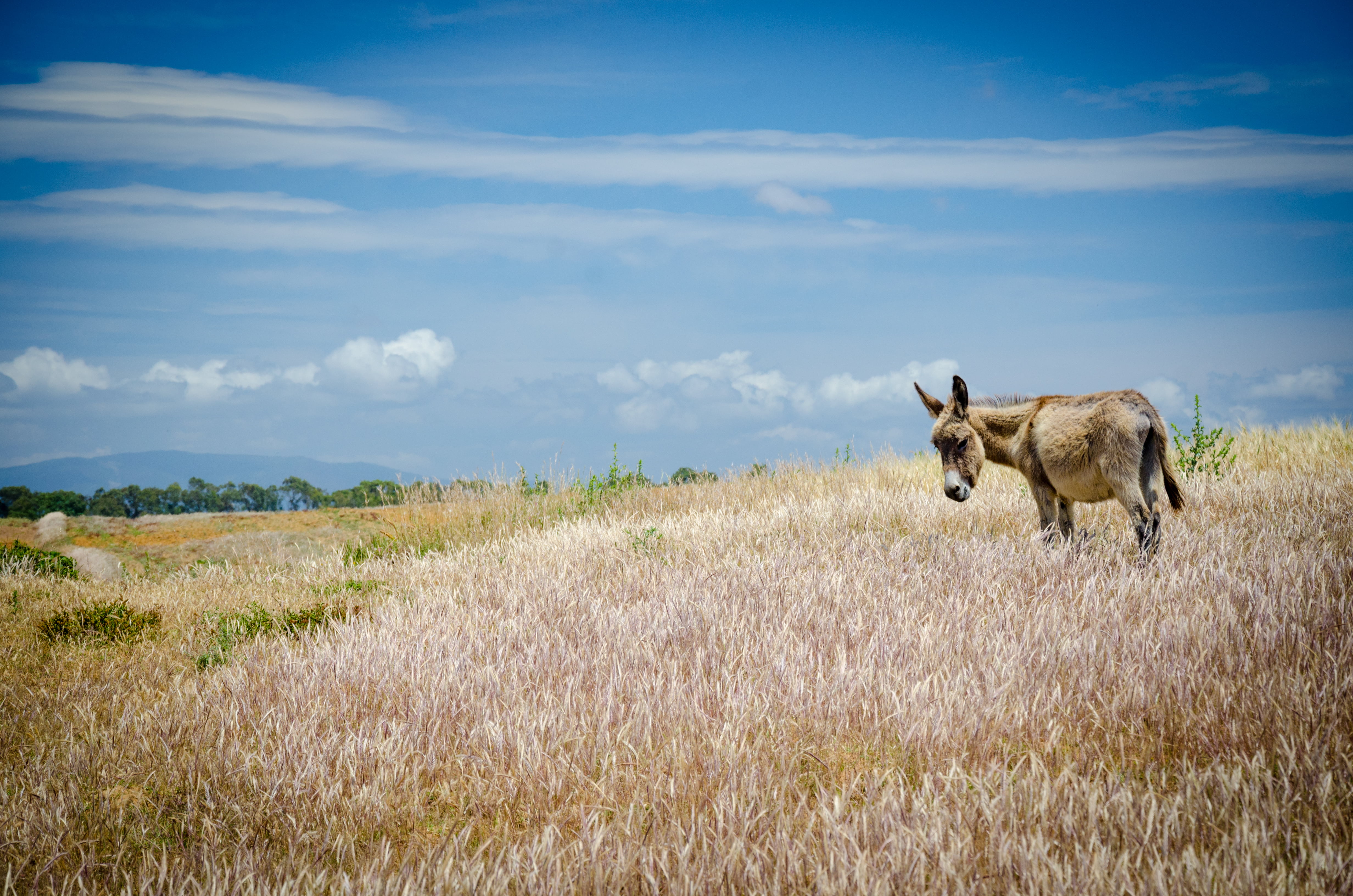 meadow, grazing, Tétouan, wildlife, environs, Morocco, outdoors, Atlas, mammal, animal, Марокко, donkey, cloudy, grass, nature, animals In The Wild, Assilah, HD Wallpaper