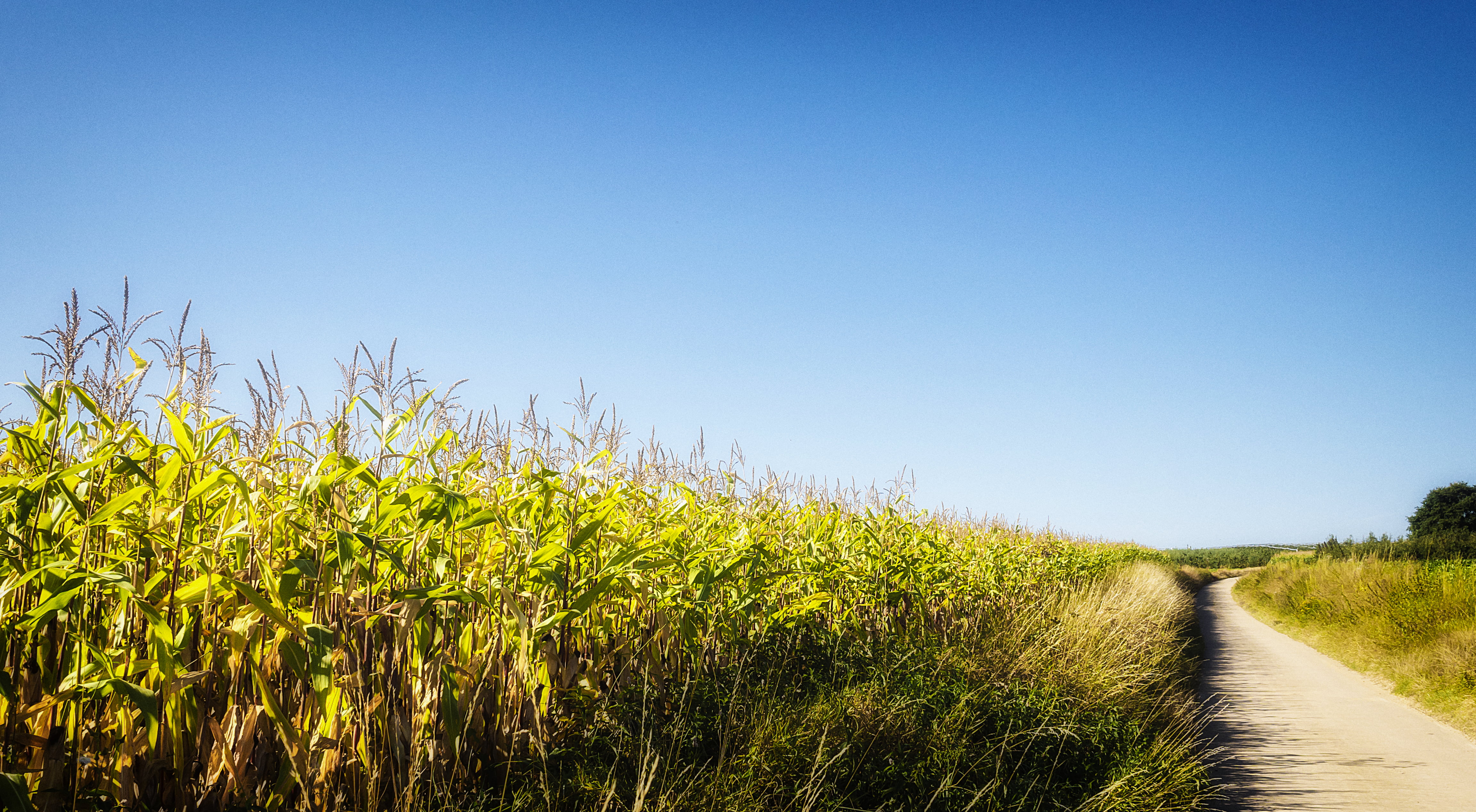 summer, rural Scene, farm, gray, corn, blue, road, concrete, summer day, plants, concrete road, nature, outdoors, 4K, surrounded, hot summer, sky, green  road, HD Wallpaper