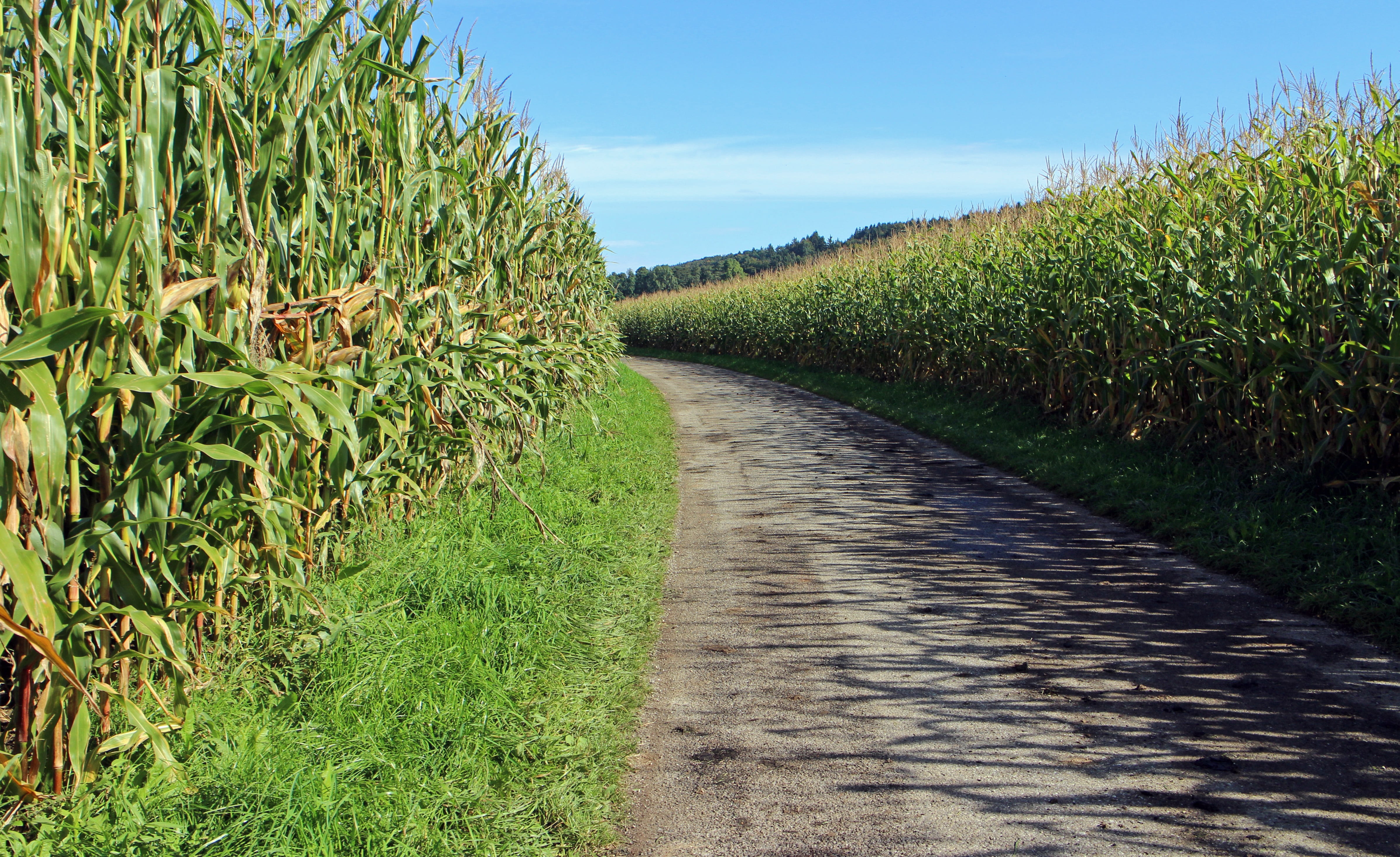 agriculture, cereal plant, direction, corn, outdoors, sky, no people, nature, lane, food, rural scene, crop, cornfield, land, the way forward, pet food, HD Wallpaper