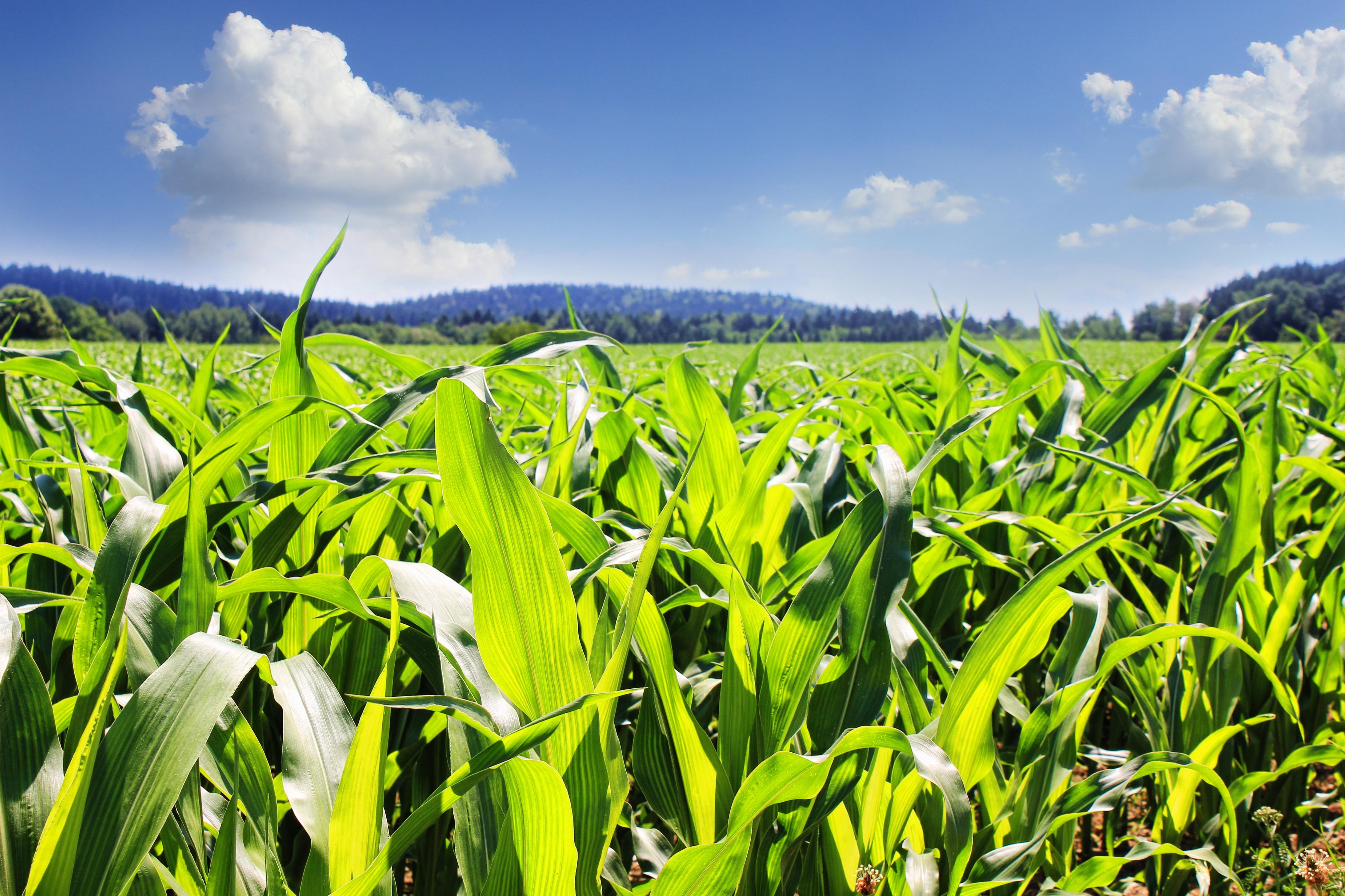 landscape, Cornfield, green Color, nature, leaves, cereals, Corn, farm, land, Agriculture, summer, scenics - nature, Field, cloud - Sky, no People, corn - Crop, HD Wallpaper
