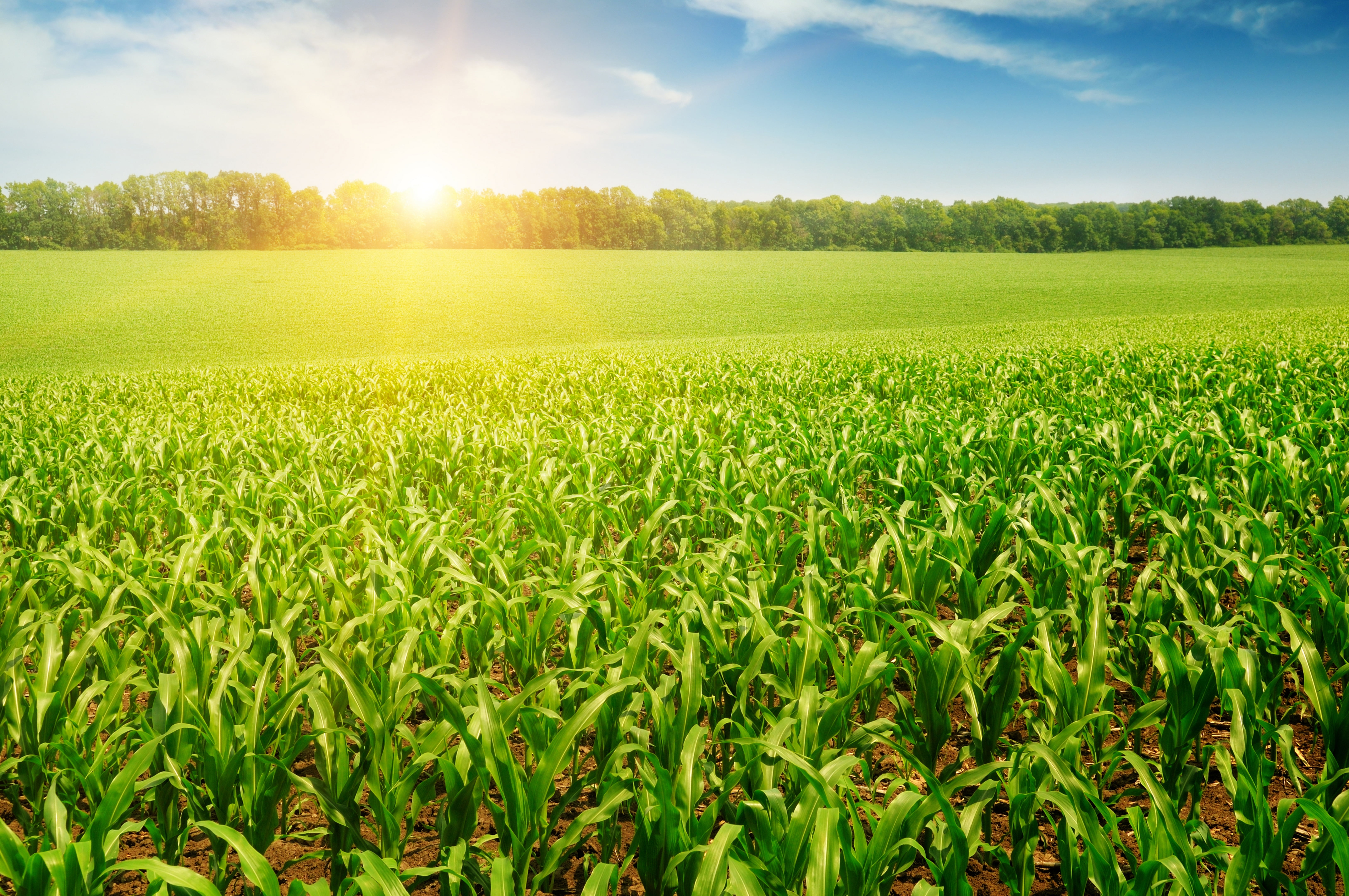 sunlight, field, scenics - nature, nature, the trees, its rays, farm, rays, environment, the corn field, land, green, tranquility, 5K, outdoors, landscape, HD Wallpaper