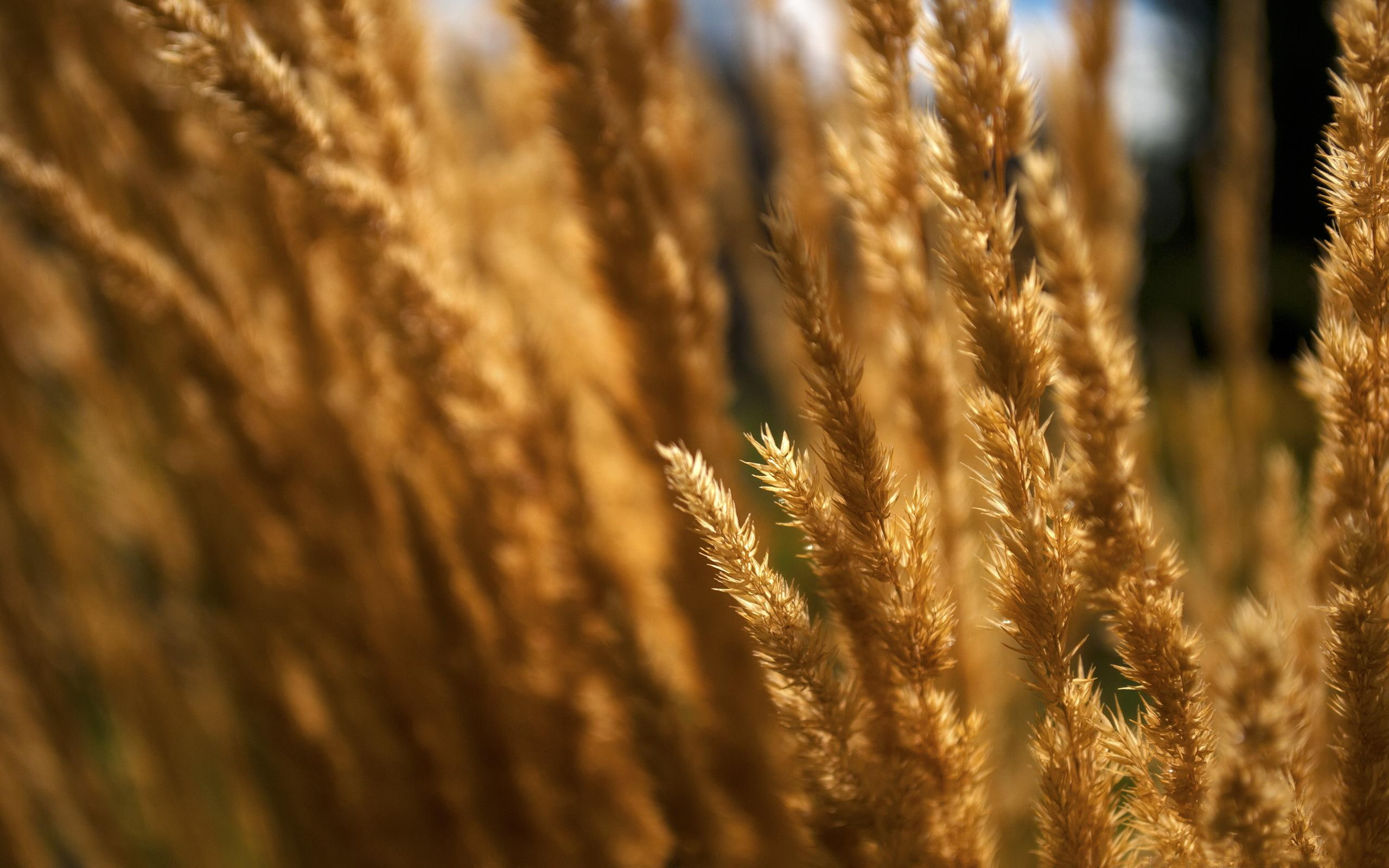 nature, cornfield, summer, yellow, 2K, HD Wallpaper