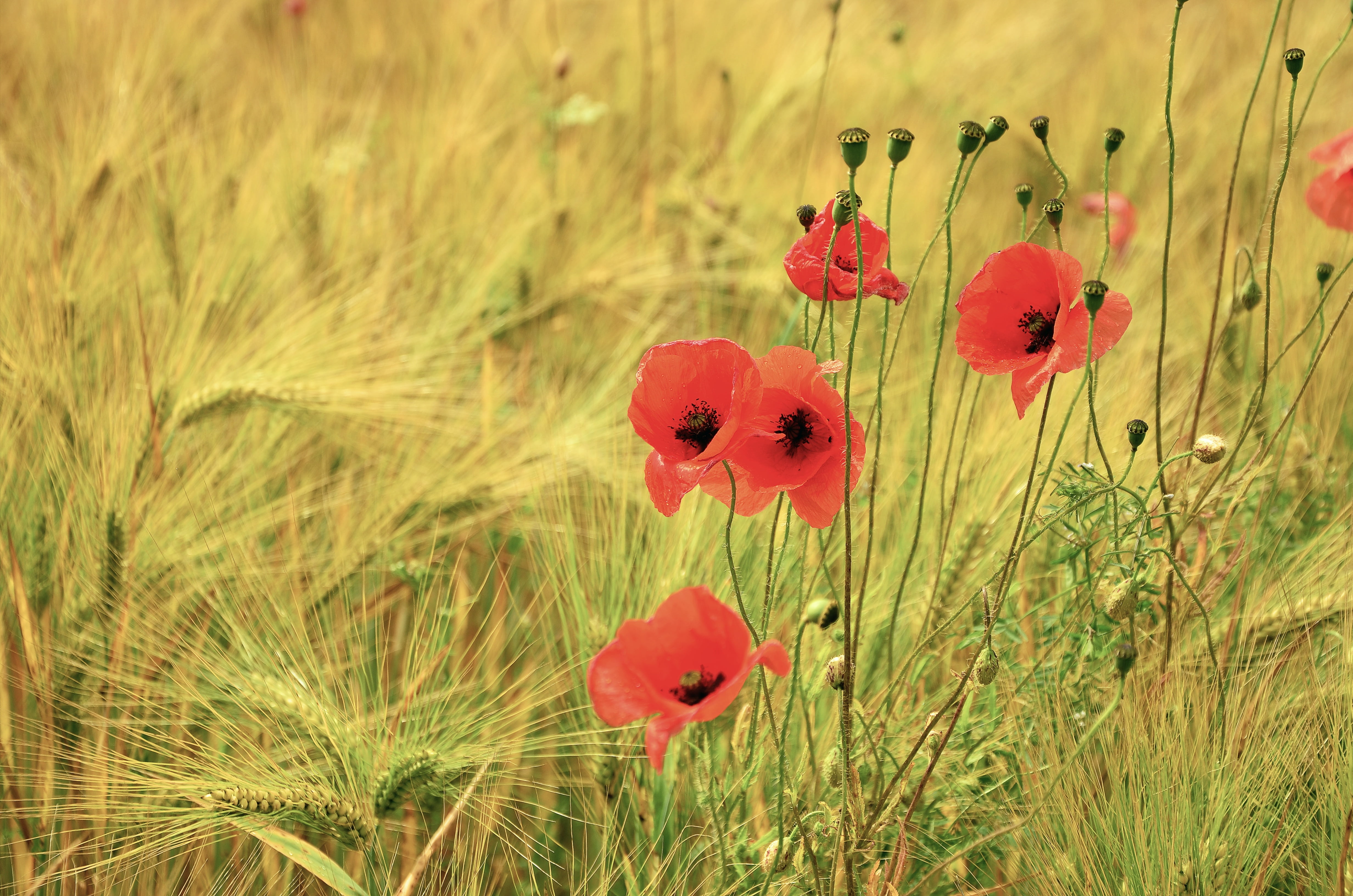 day, flowering plant, field, plant, closeup, cereals, fragility, petal, cornfield, focus on foreground, grass, no people, barley field, field crops, harvest, HD Wallpaper