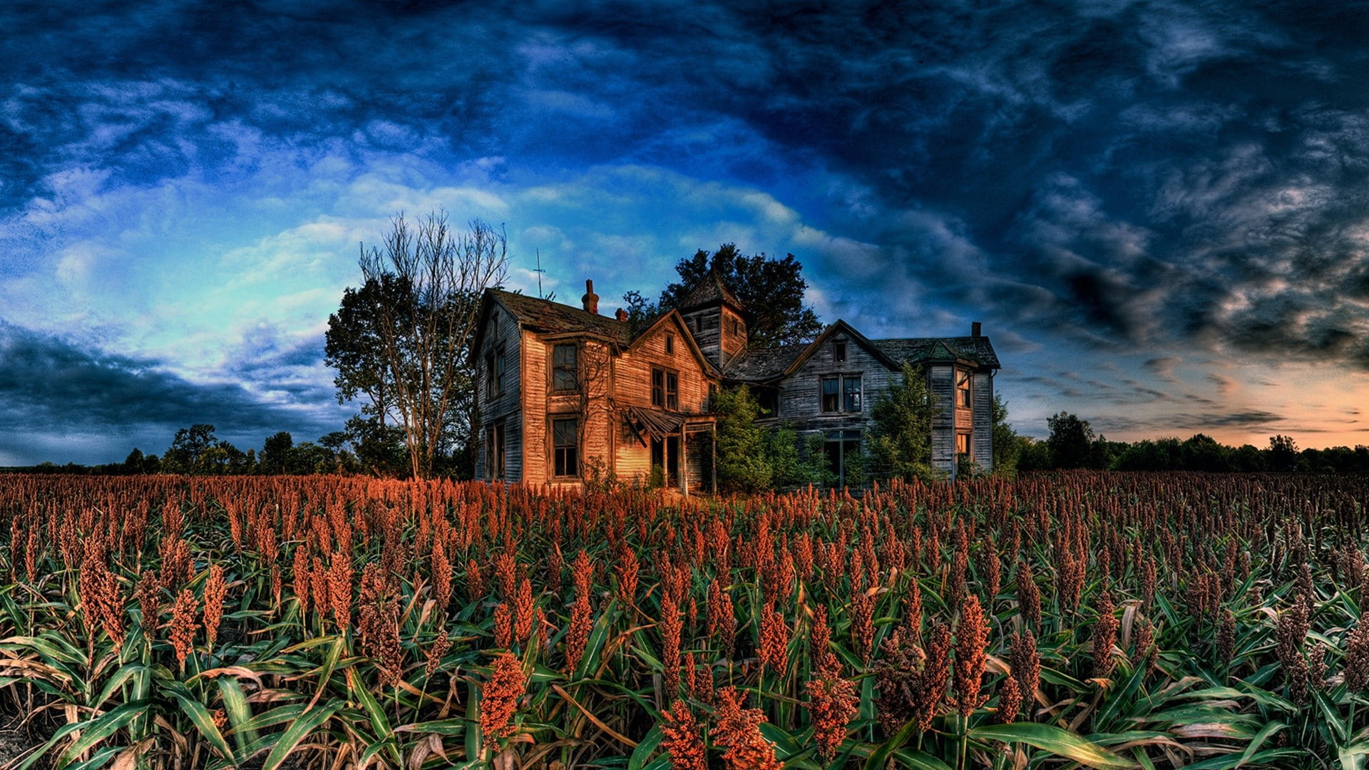 1080P, cornfield, house, landscapes, HD Wallpaper