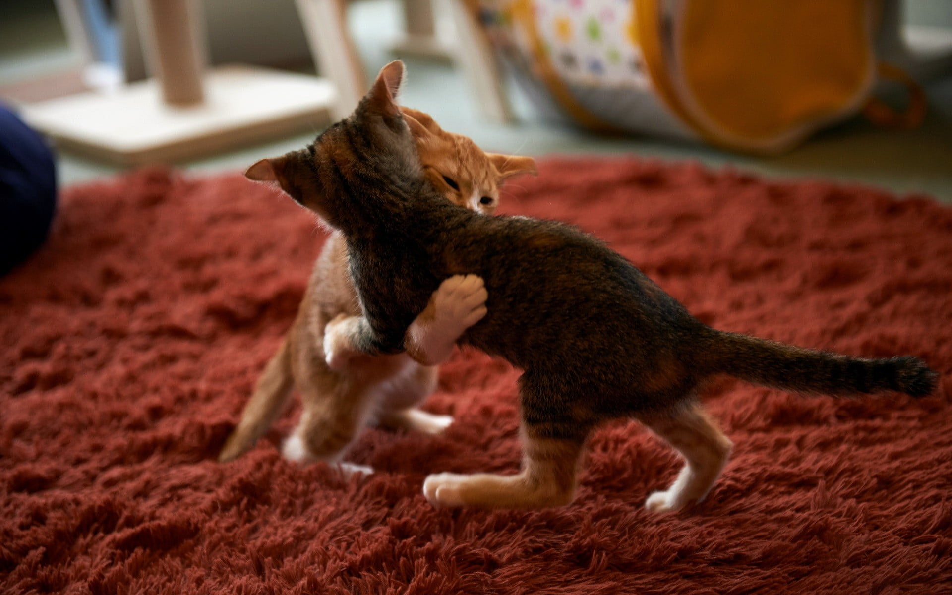 playing, domestic cat, tabby, orange, carpets, dog, carpet - decor, no people, mammal, domestic animals, full length, silver, canine, domestic, rug, cat, HD Wallpaper