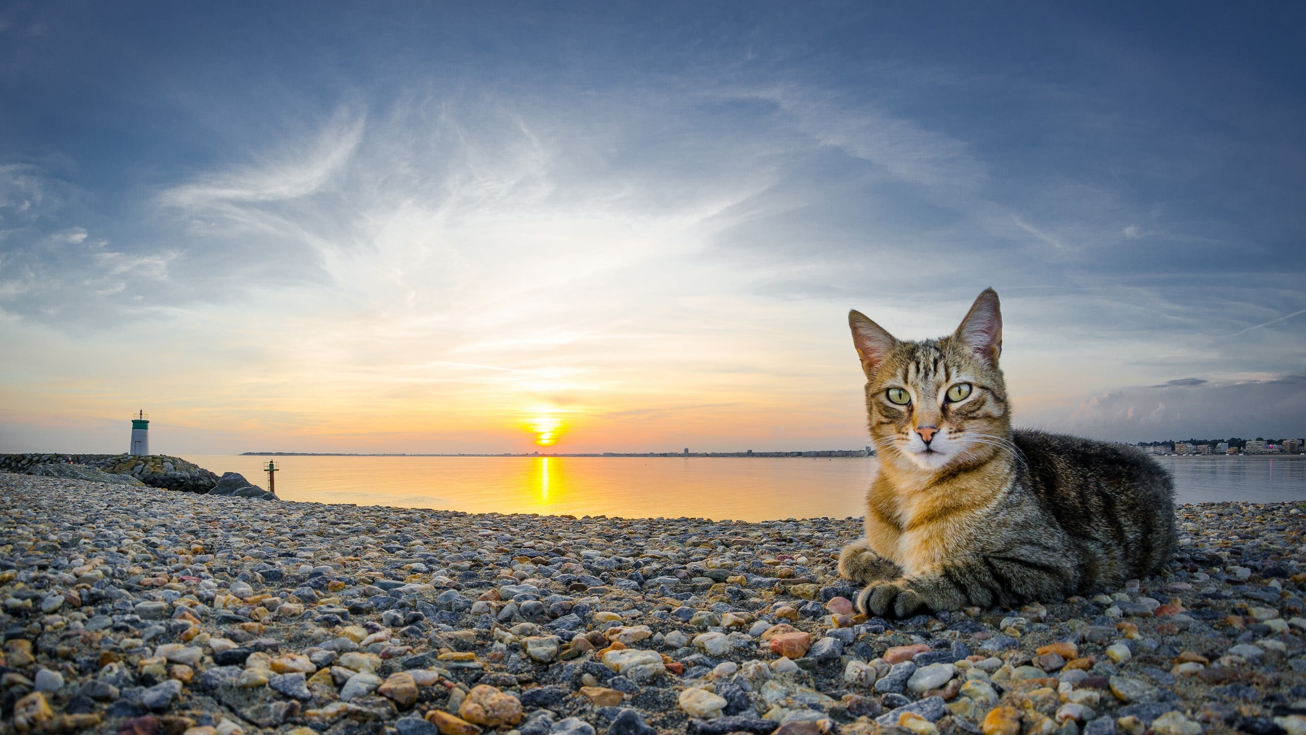tabby, rock, feline, beach, domestic animals, animal, sky, water, stones, no people, 2K, animals, nature, cat, pets, solid, mammal, one animal, sea, gray, HD Wallpaper
