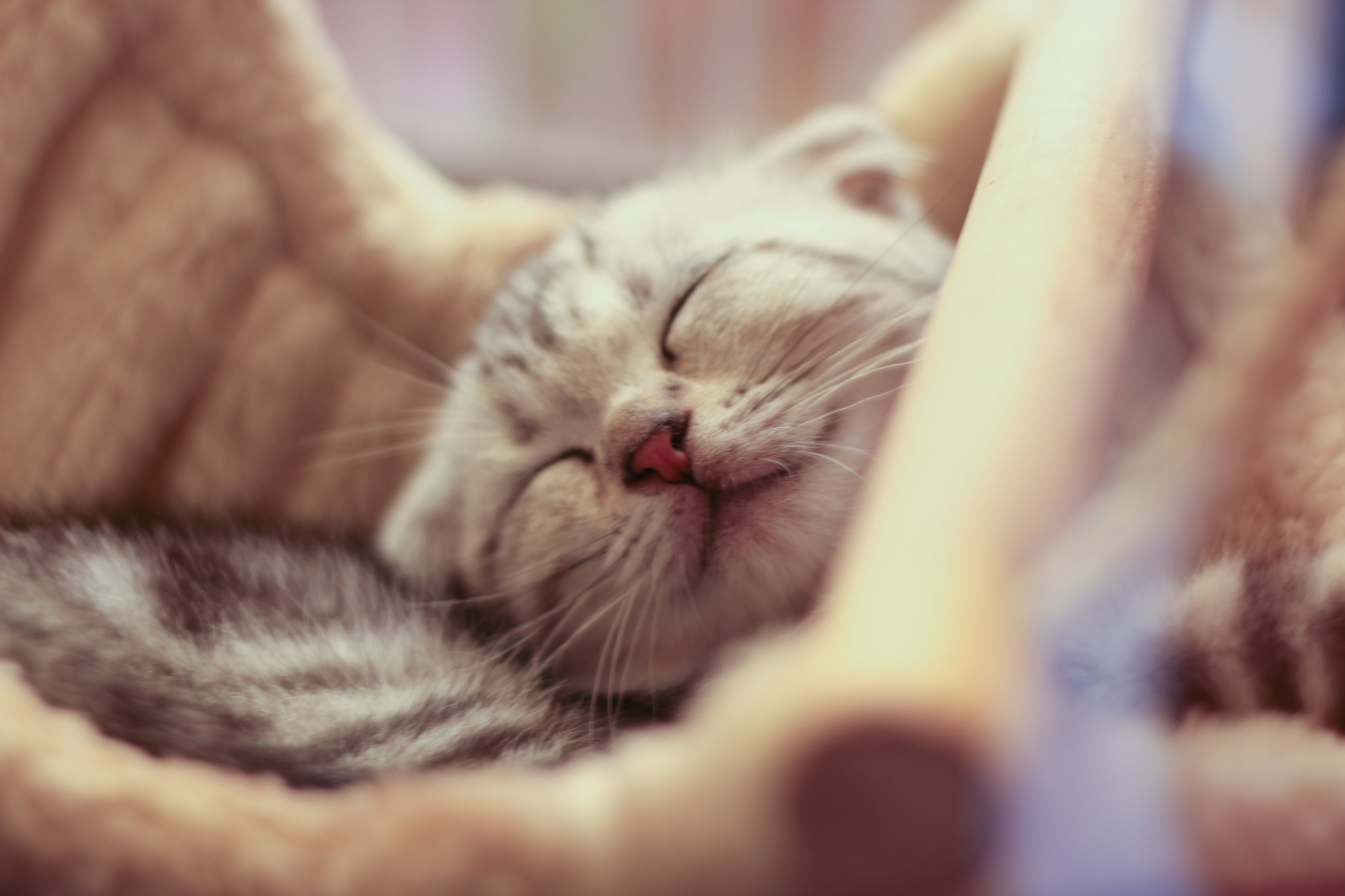animal, kitten, domestic Cat, smile, close, pets, cat, young Animal, sleeping, soft focus, cute, canon eos 60d, domestic Animals, close up, pretty, feline, HD Wallpaper