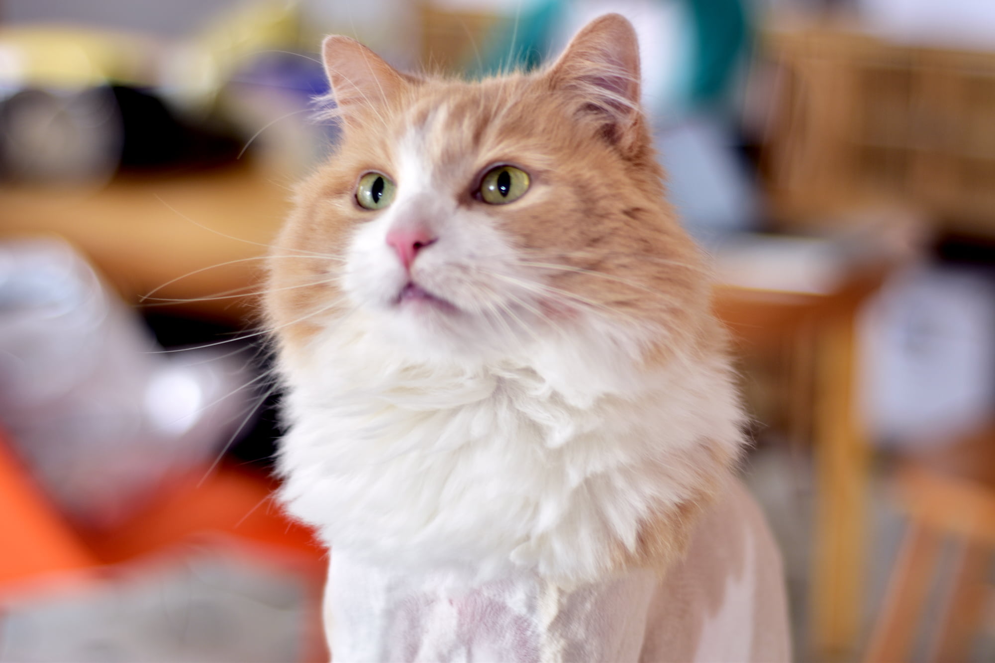 pets, adorable, 1080P, DOF, white, fur, nikon  D5500, Zaphod, Lion, depth of field, domestic Cat, kitten, animal, cat, tabby  cat, long, young Animal, HD Wallpaper