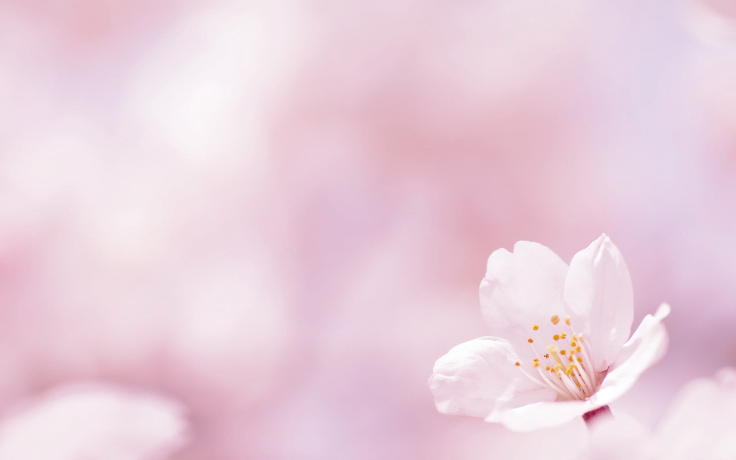 copy space, single Flower, day, petal, purple, flowering plant, defocused, pink Color, season, inflorescence, new Life, fragility, freshness, pollen, japan, HD Wallpaper