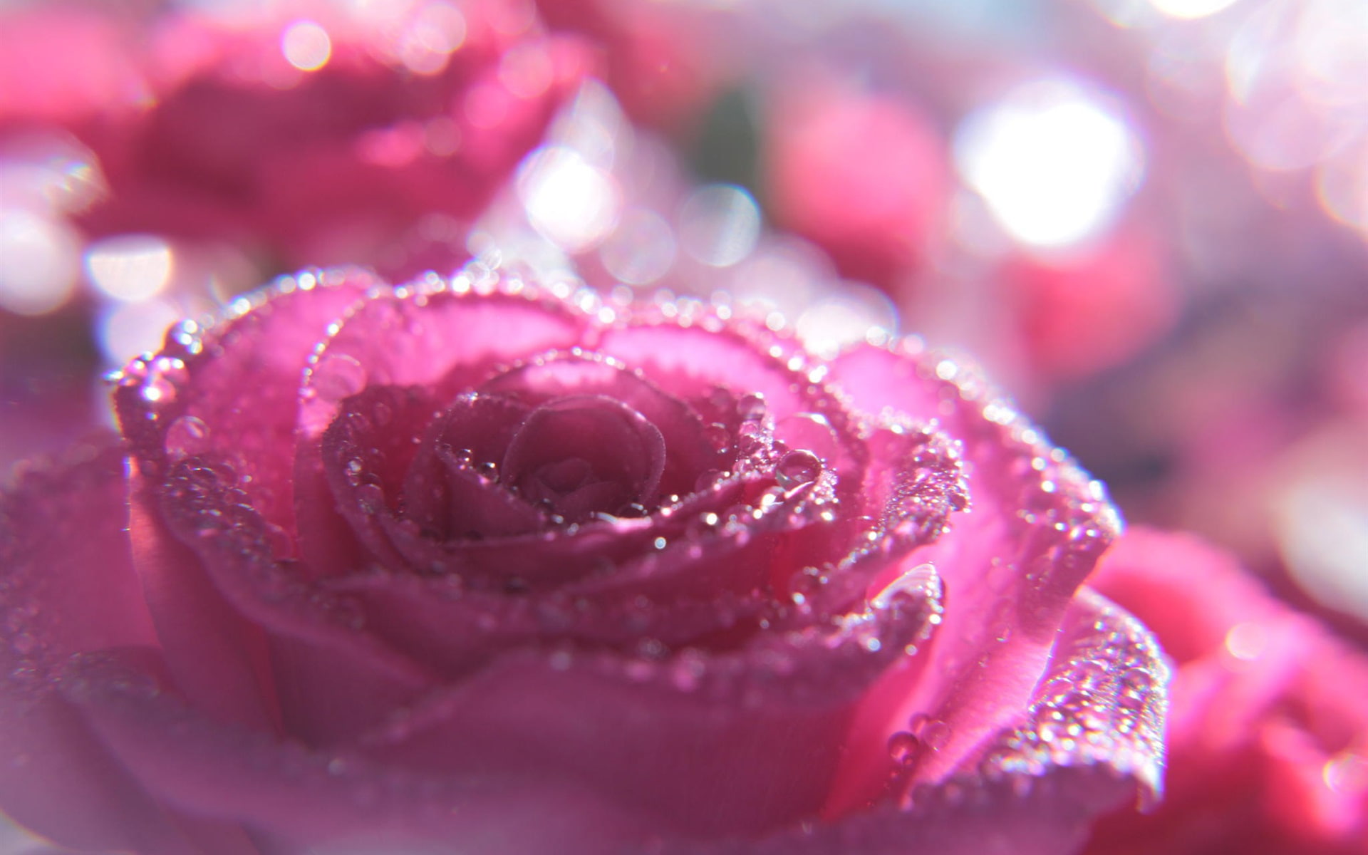 Pink, Glare, Photography, Macro, Rose, Water, 1080P, Droplets, HD Wallpaper