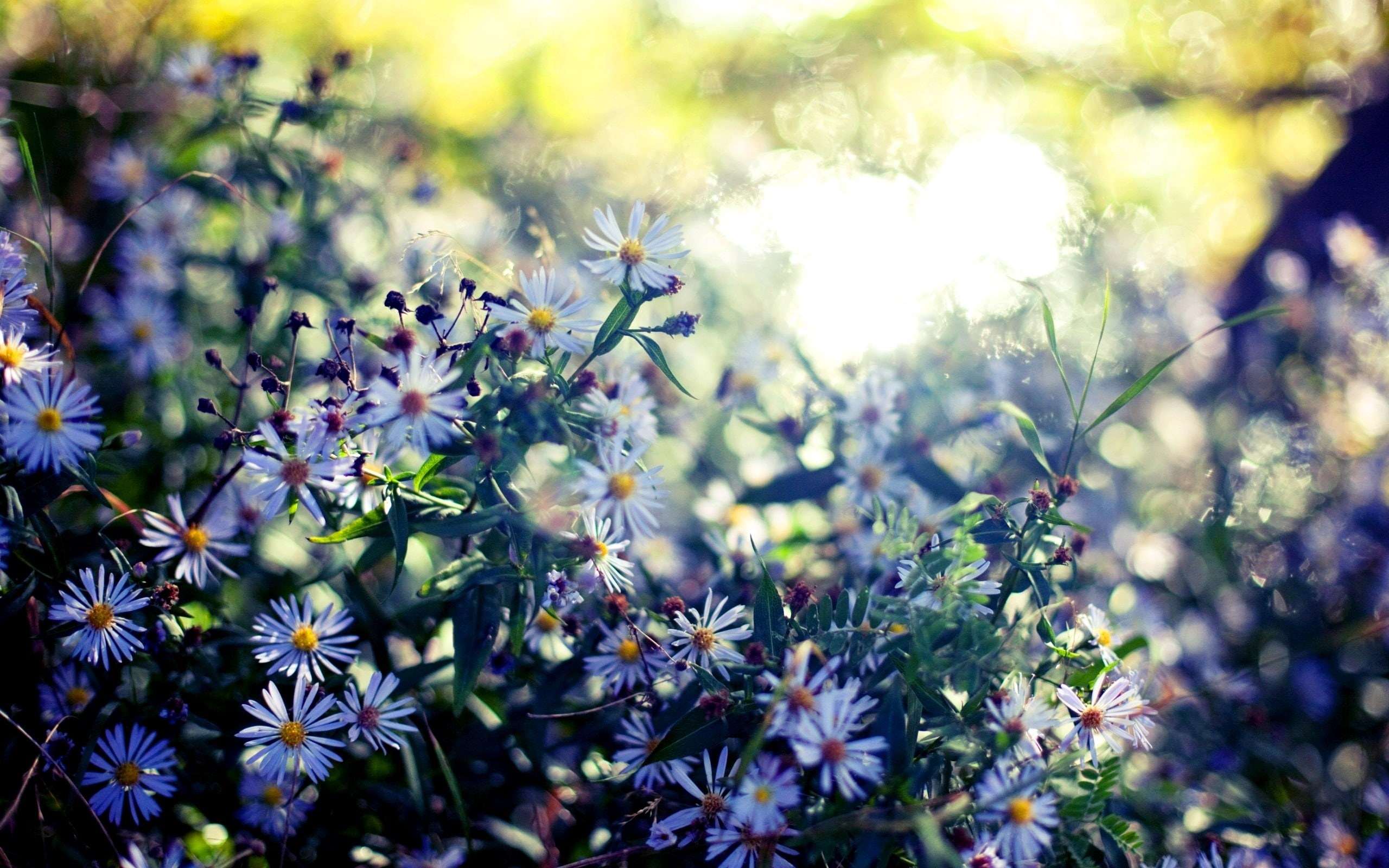 2K, Sunshine, Glare, Blur, daisy, Wildflowers, white, Summer, flowers, HD Wallpaper