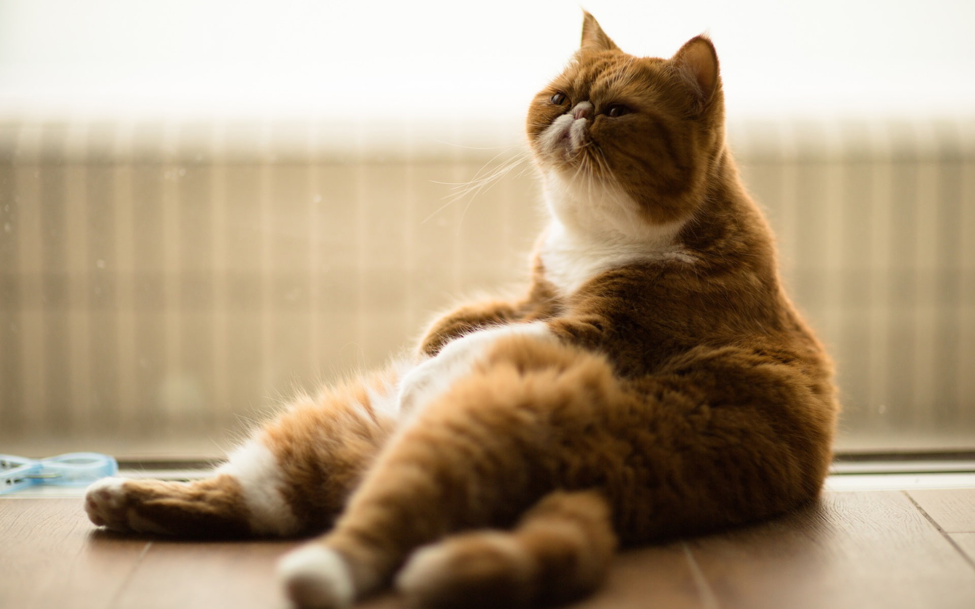 Relaxation, Fat, Cat, 1080P, HD Wallpaper