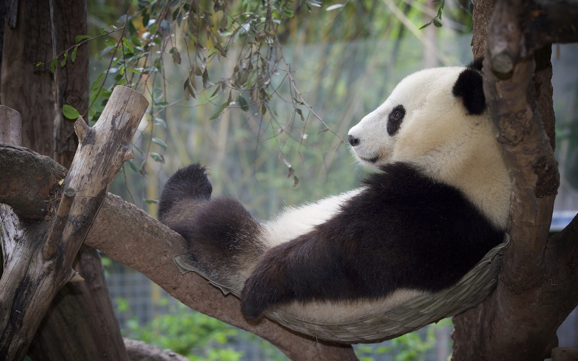 Relaxation, Rest, Tree, Panda, 1080P, HD Wallpaper