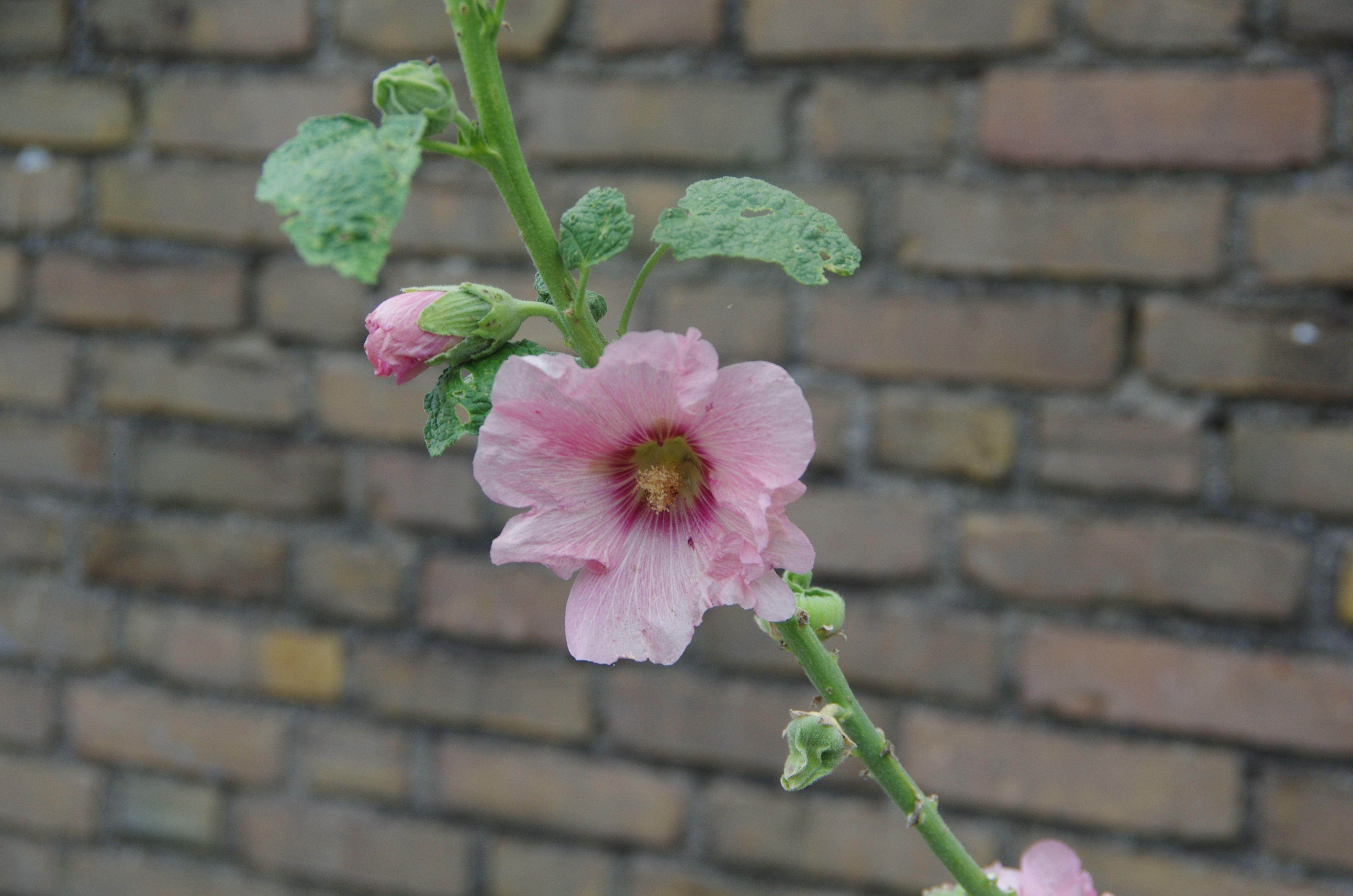 no people, fragility, gardening, nature, amateur, 4K, plant part, brick, growth, flowering plant, close-up, flower, flower head, beauty in nature, wall, HD Wallpaper
