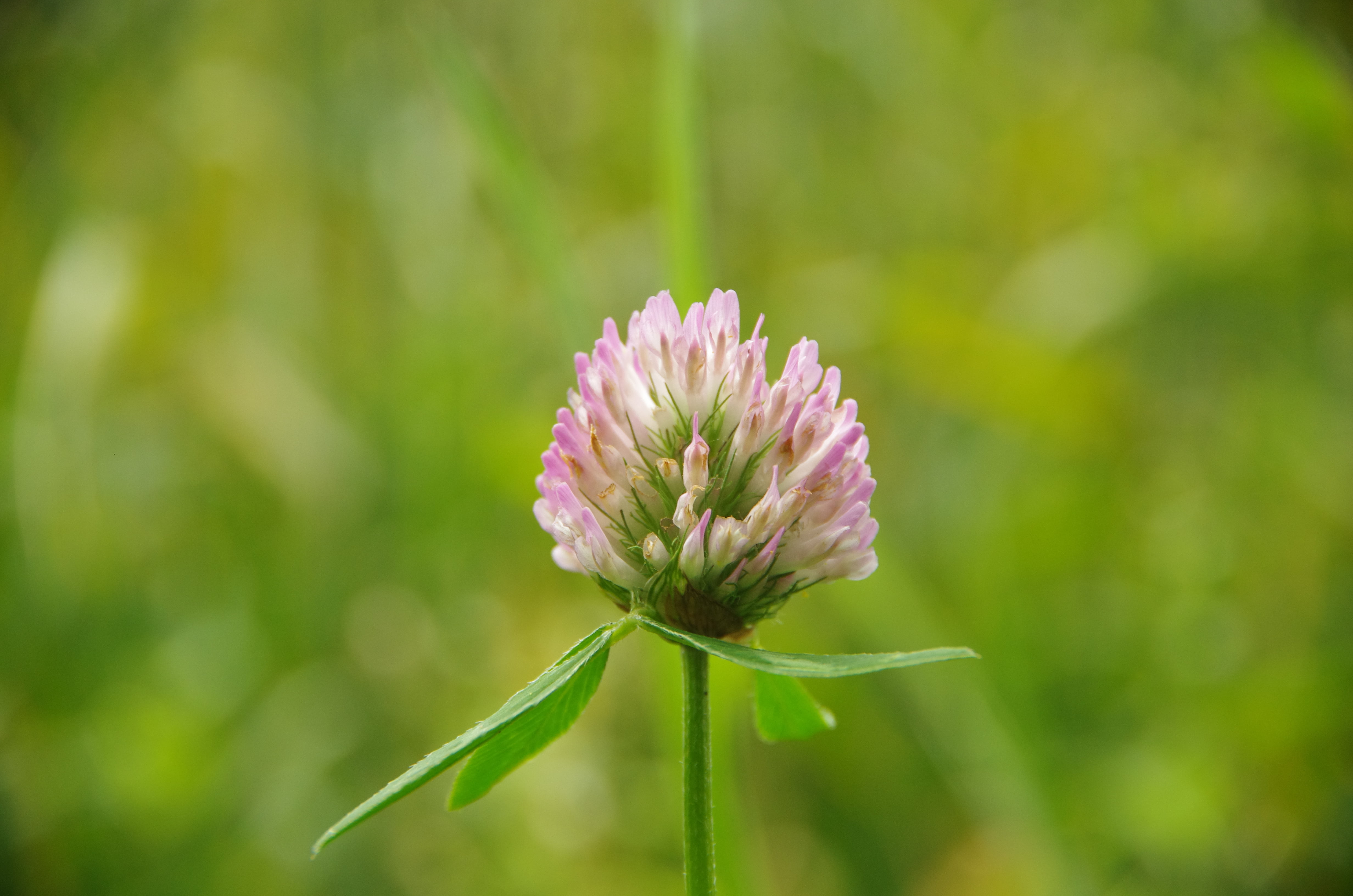 beauty in nature, flower head, pink flowers, no people, landscape, close-up, inflorescence, focus on foreground, plant stem, flowering plant, plant, sepal, HD Wallpaper