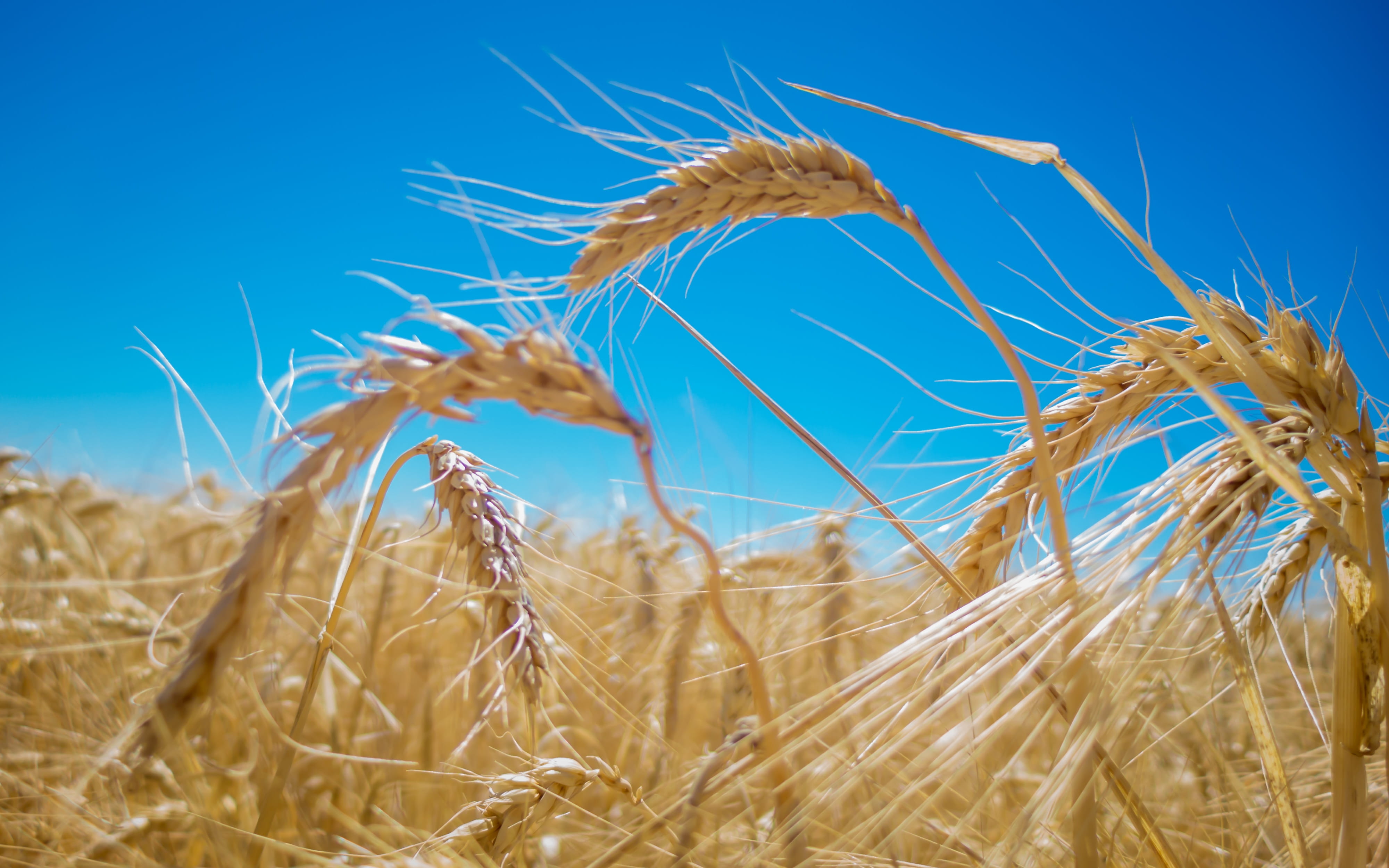 close-up, blue, grass, growth, plant, softness, nature, summer, plain, rural scene, no people, alentejo, outdoors, portugal, sky, cereal plant, agriculture, HD Wallpaper